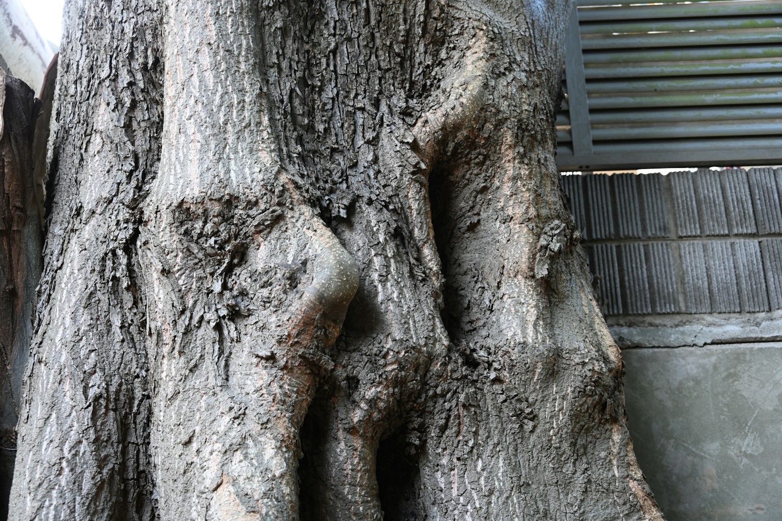Texture e forma dettagliate di un tronco d'albero