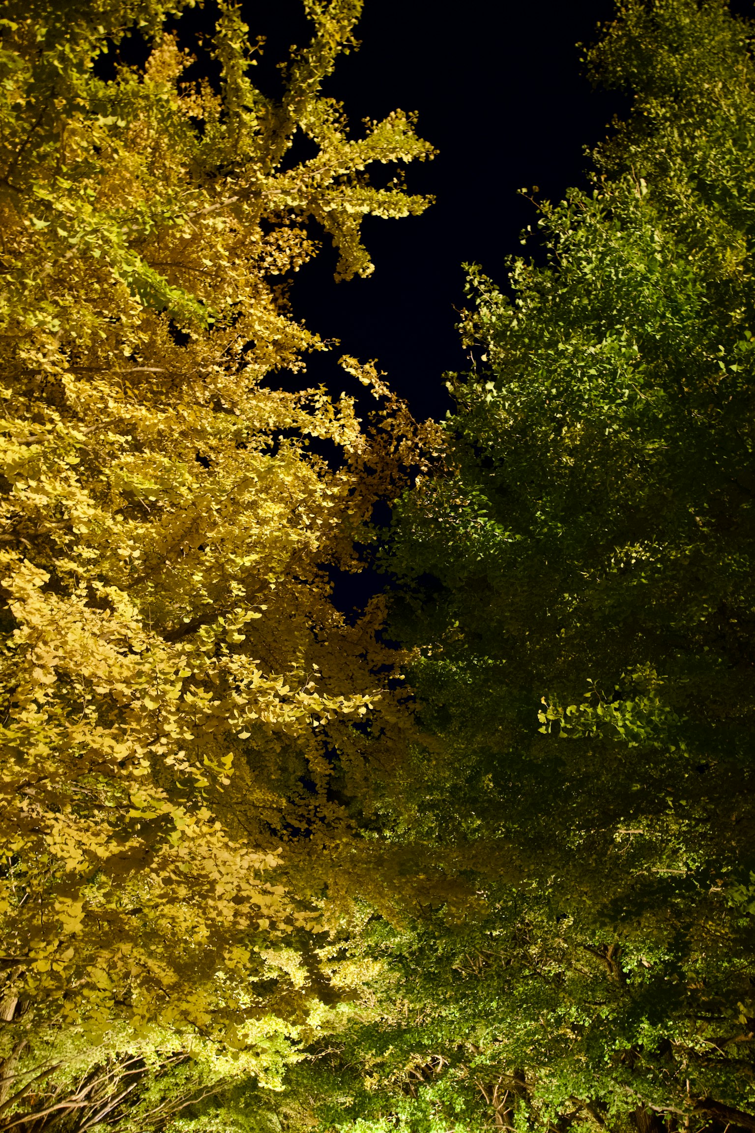 Contraste des arbres la nuit avec des feuilles jaunes et vertes