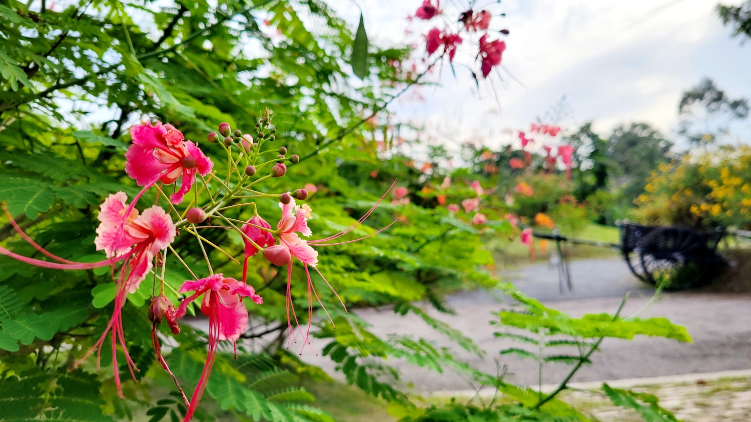 茂盛的花園景色，盛開的粉紅色花朵