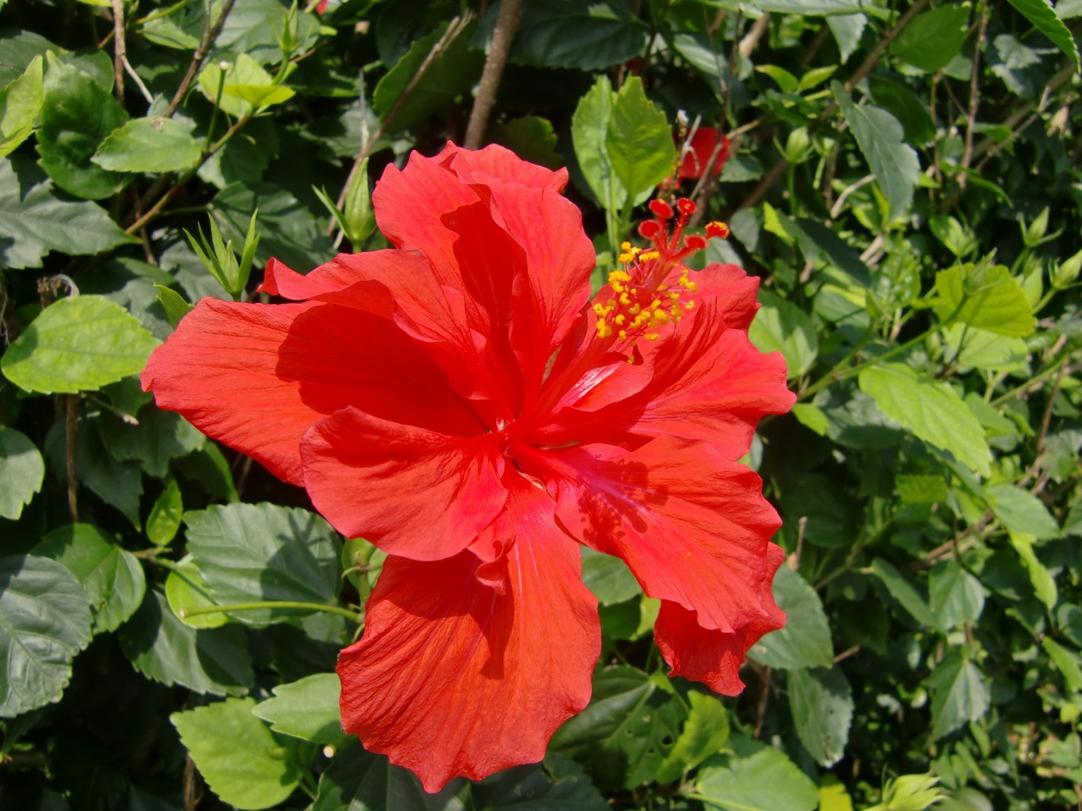 Un vibrante fiore di ibisco rosso che sboccia tra foglie verdi