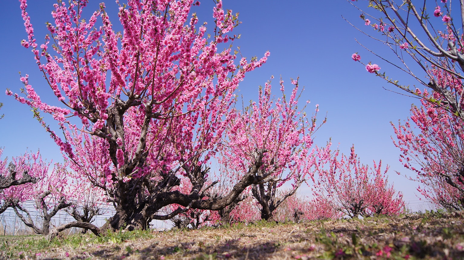 Blossoming peach trees under a blue sky