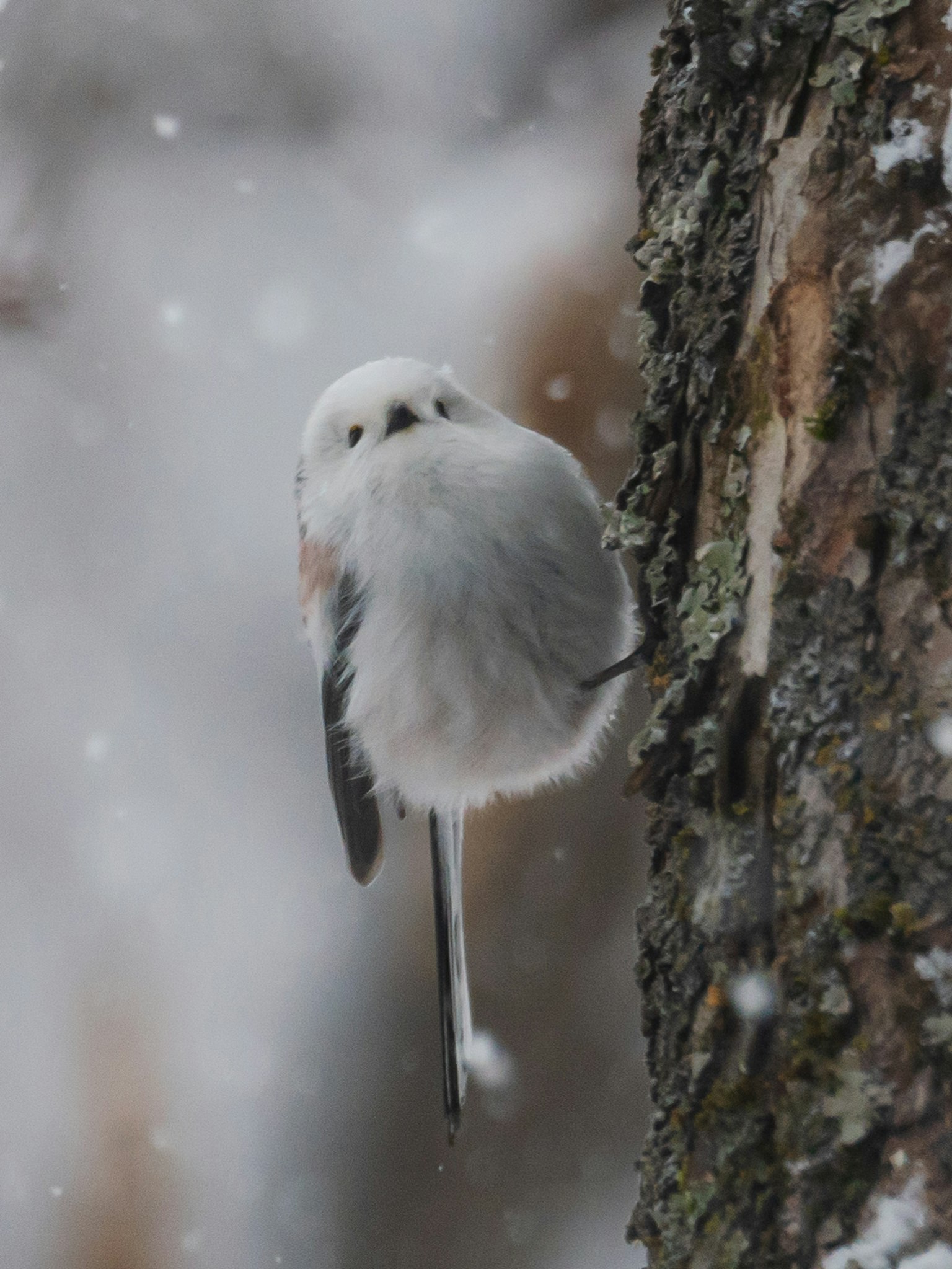 Un piccolo uccello carino appollaiato su un tronco d'albero con piume soffici in un ambiente innevato