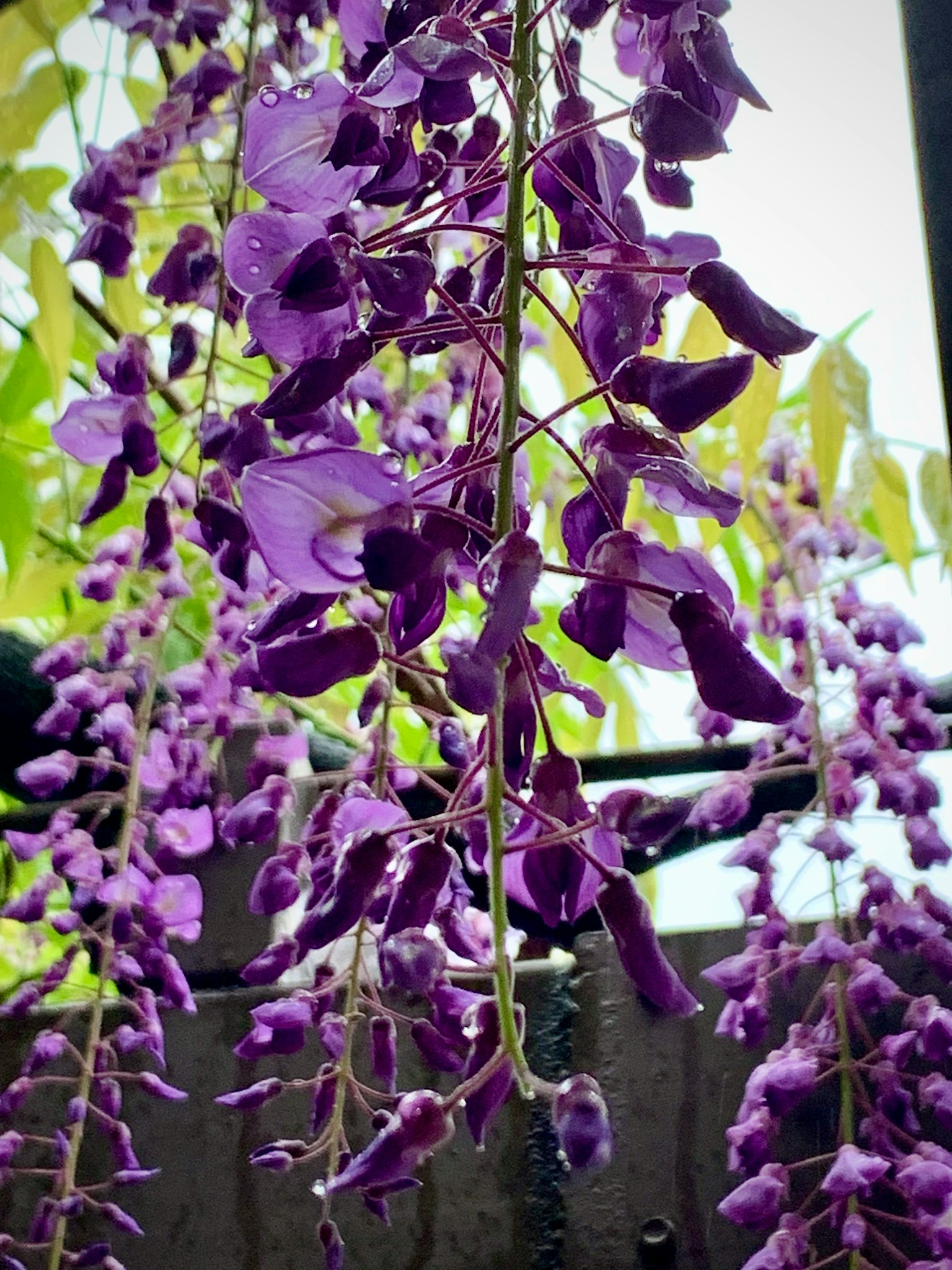 Purple wisteria flowers hanging down with green leaves in the background