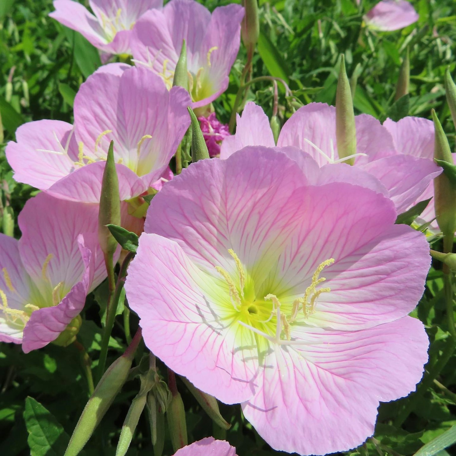 Pemandangan indah bunga pink muda yang sedang mekar