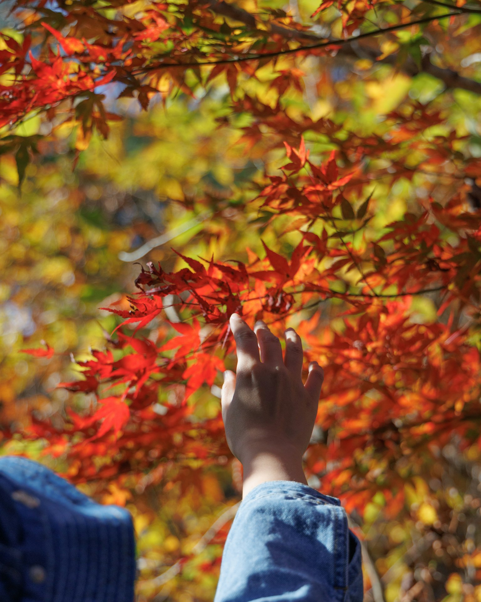 A hand reaching out to touch vibrant autumn leaves