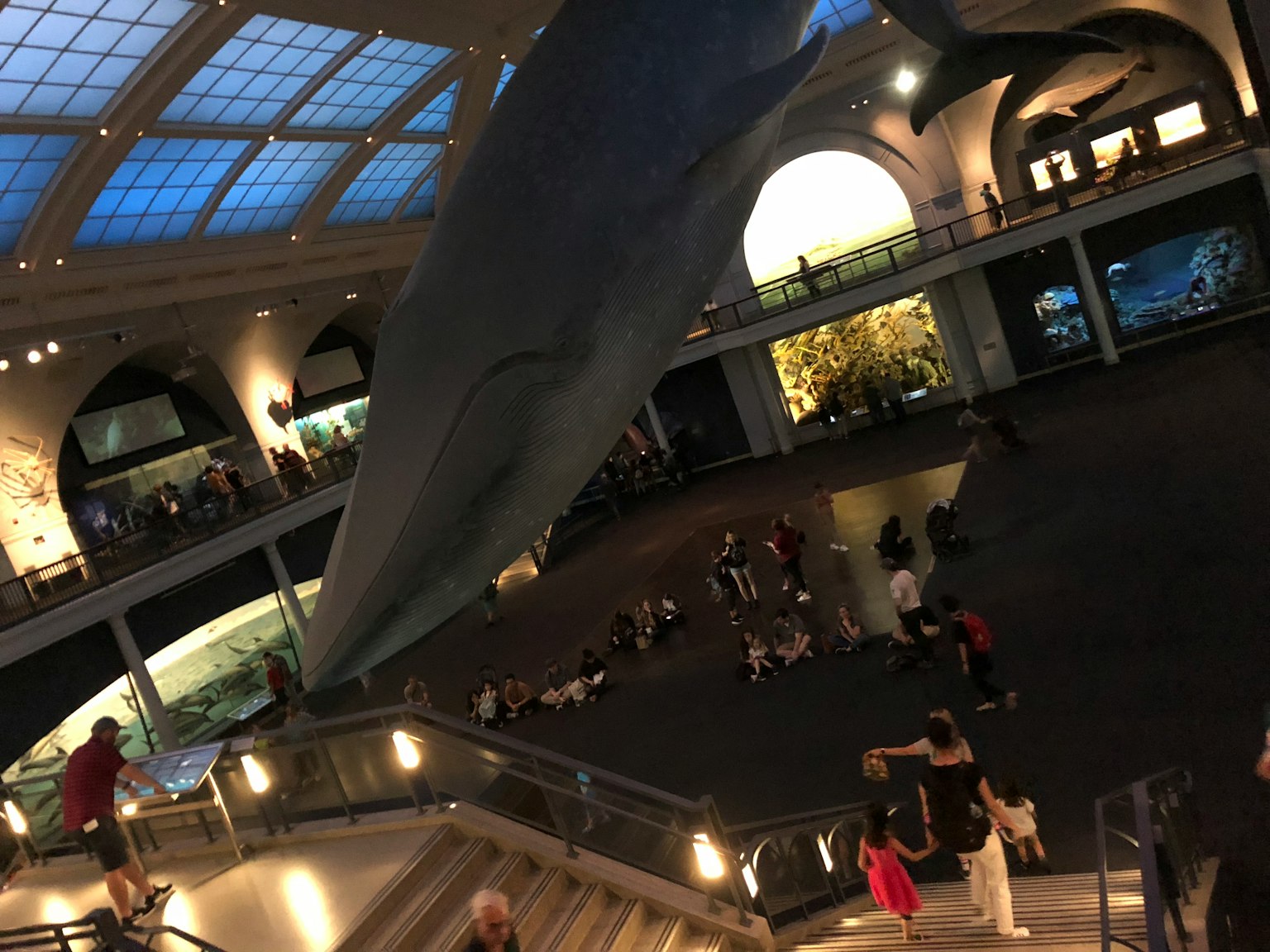 Giant whale model hanging in the American Museum of Natural History with visitors below