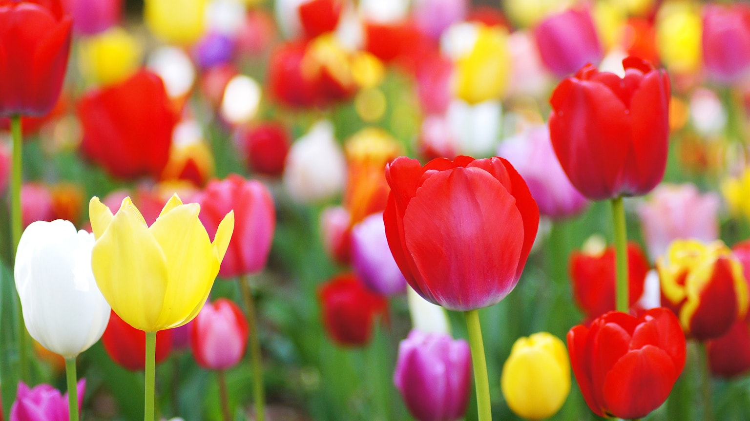 Cánh đồng tulip rực rỡ với nhiều màu sắc