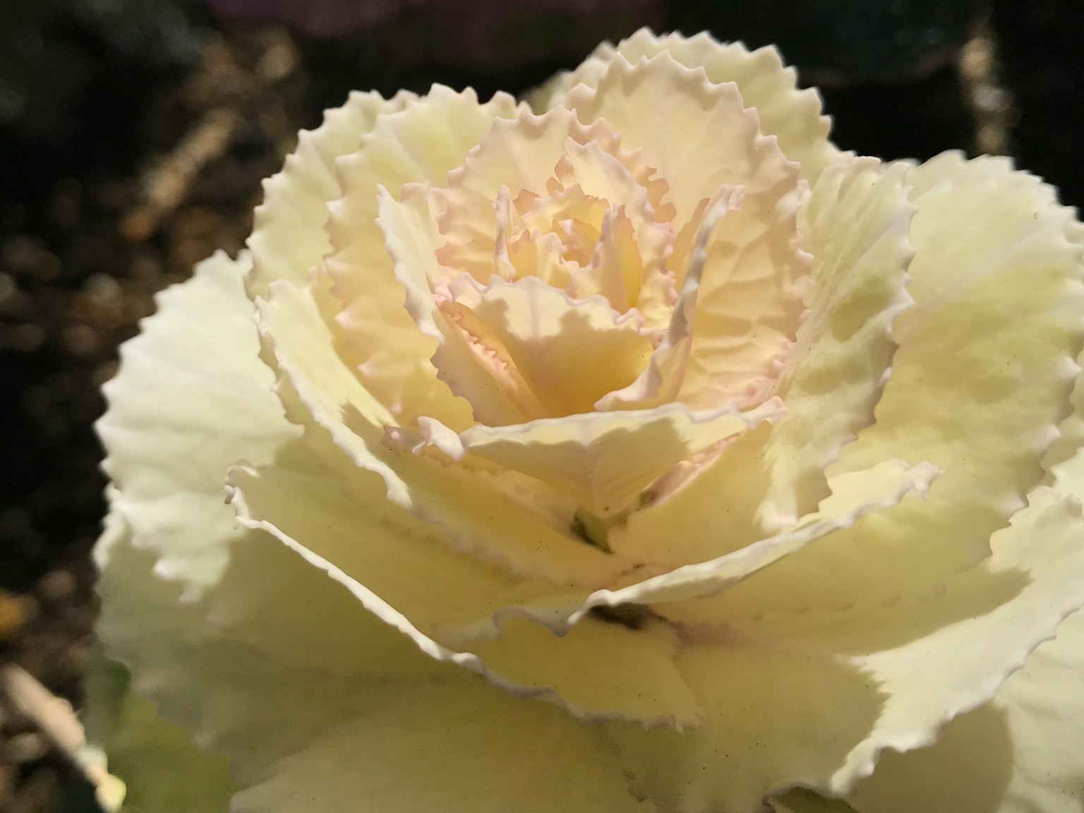 Primo piano di un fiore di garofano color crema