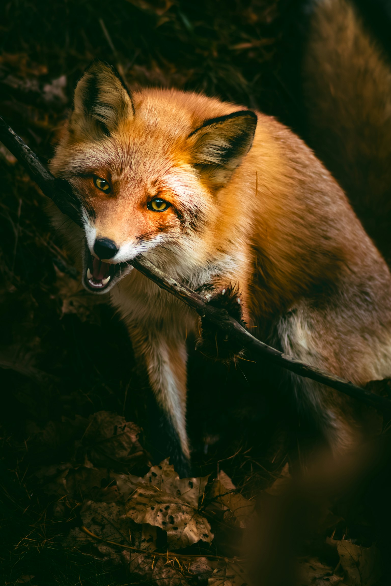 숲에서 나뭇가지를 물고 있는 붉은 여우의 클로즈업