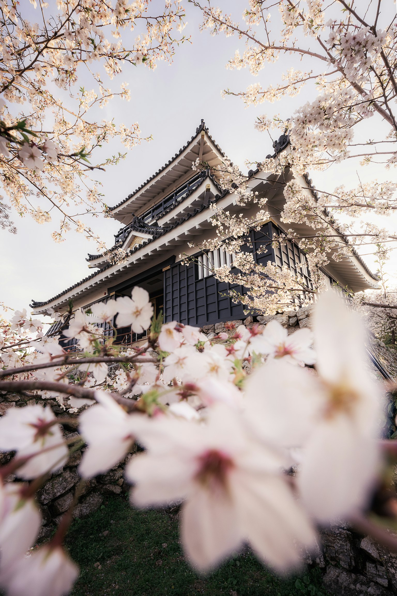 Beautiful castle surrounded by cherry blossom flowers