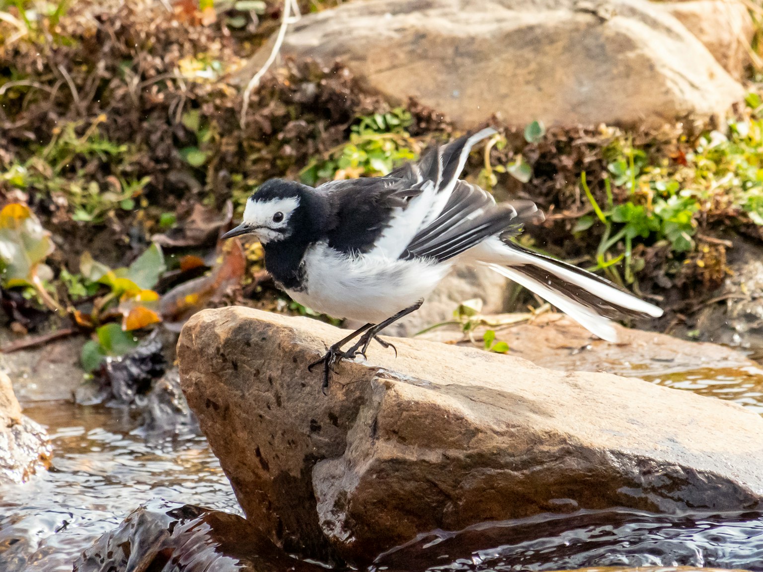 Ein schwarz-weißer Vogel steht auf einem Stein am Wasser