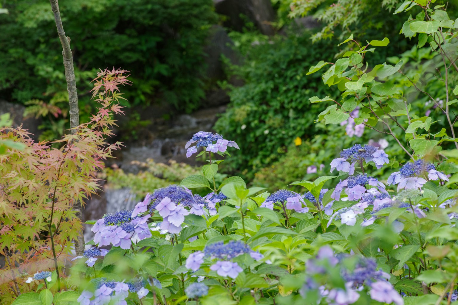 Una bella scena di giardino con ortensie viola in fiore foglie verdi e un ruscello sullo sfondo