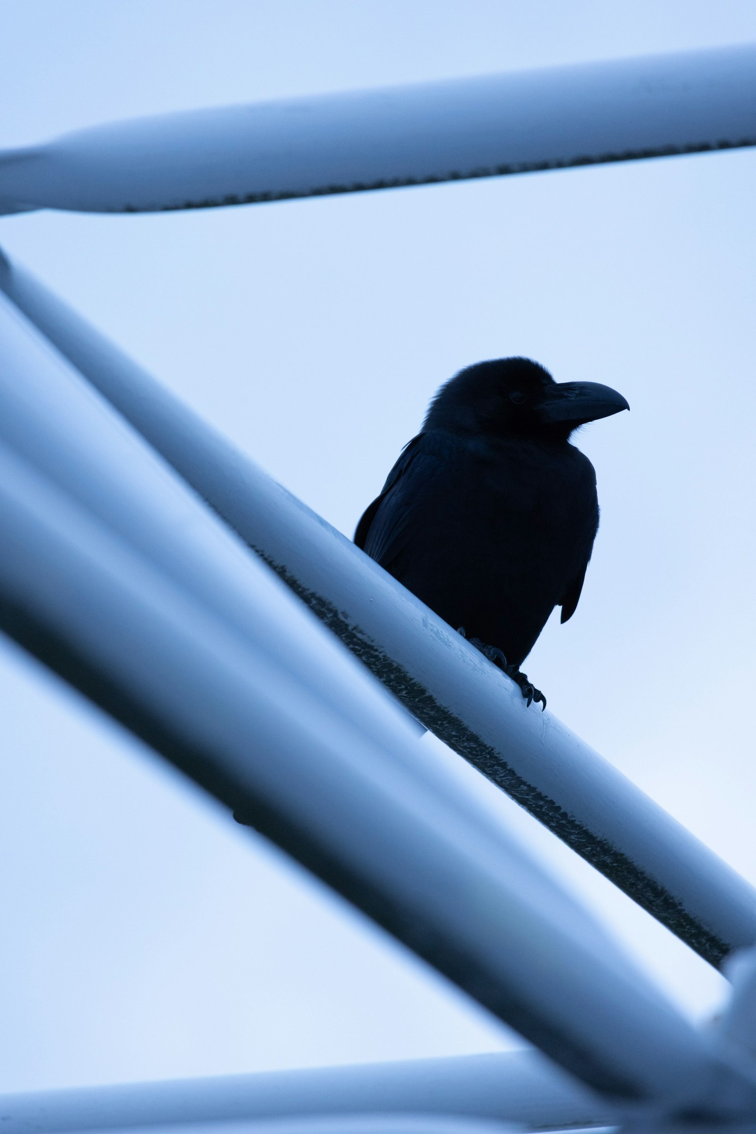Un cuervo negro posado sobre una estructura blanca contra un cielo azul