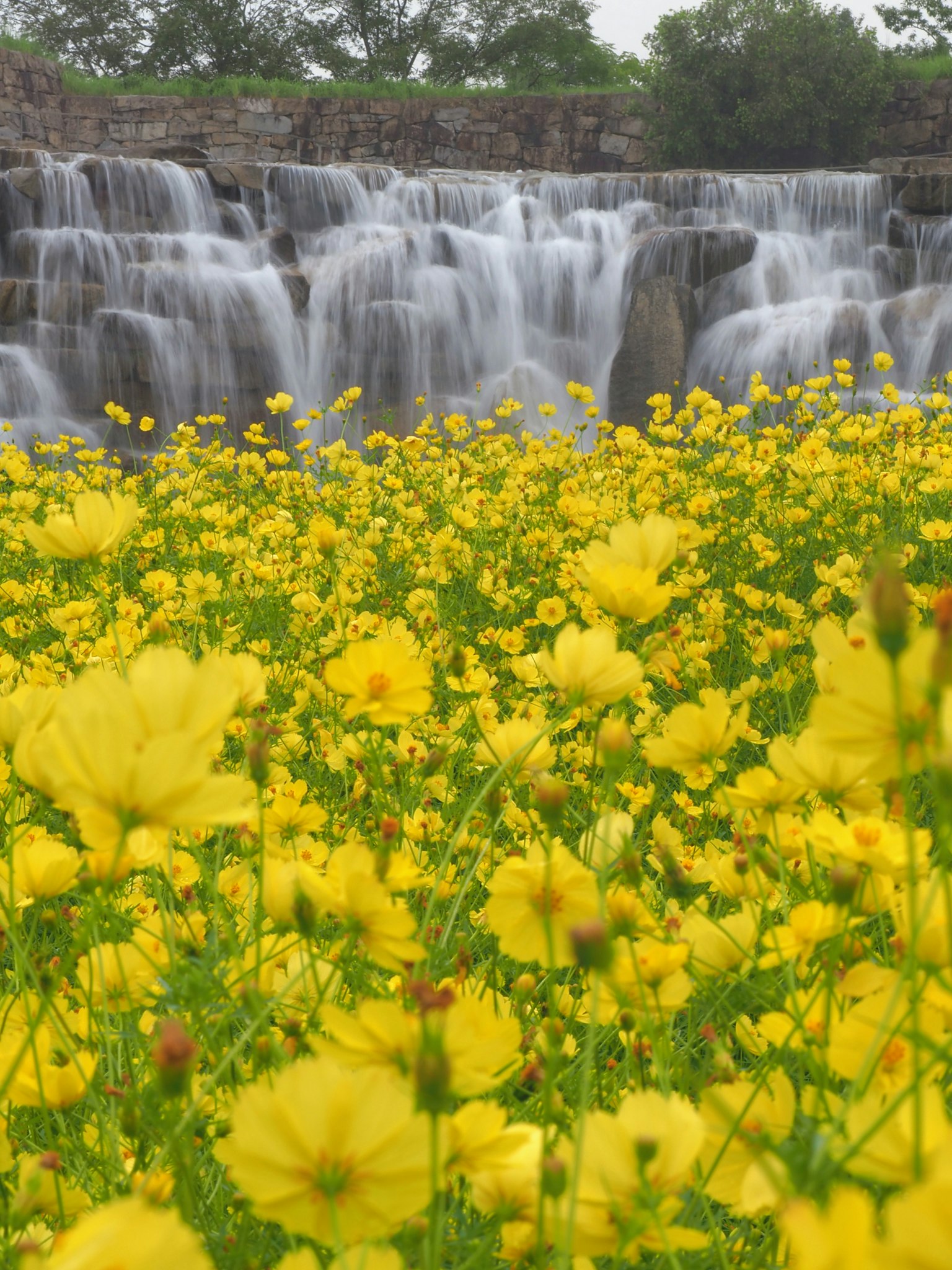 Un champ vibrant de fleurs jaunes devant une cascade