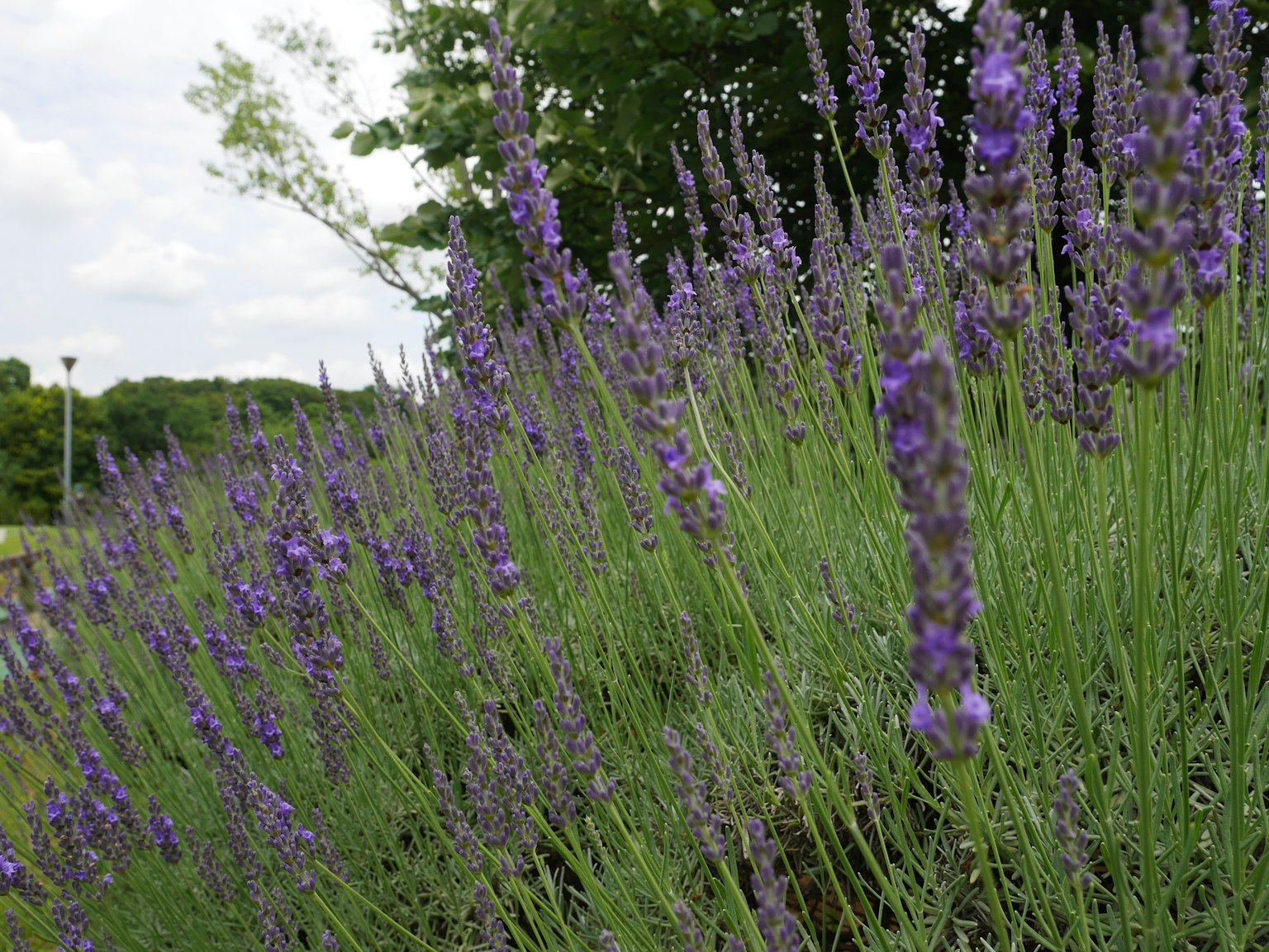 Bunga lavender mekar di ladang hijau di bawah langit berawan