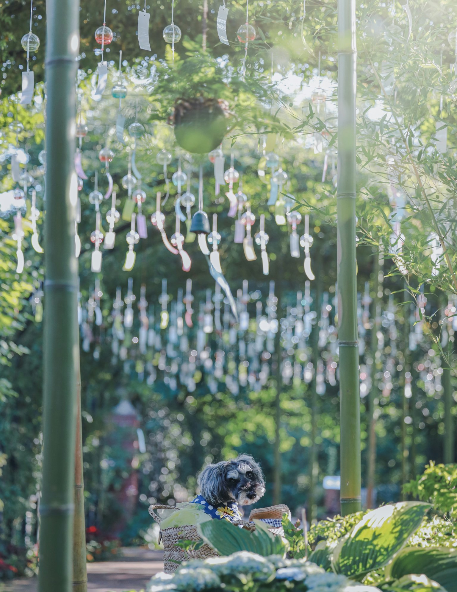 Una scena di giardino con campane a vento appese tra bambù e un cane