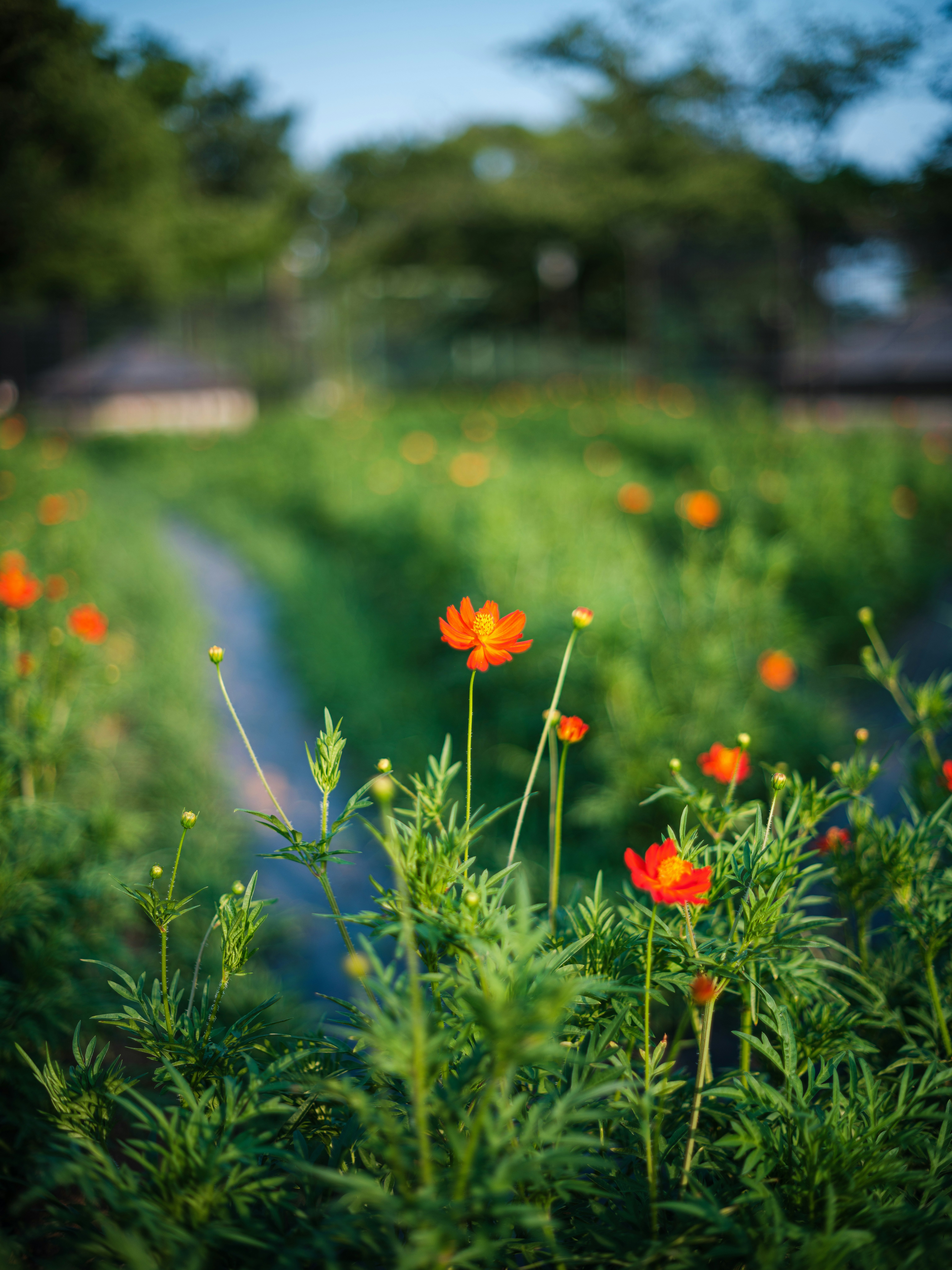 花畑のオレンジの花とボケた小道