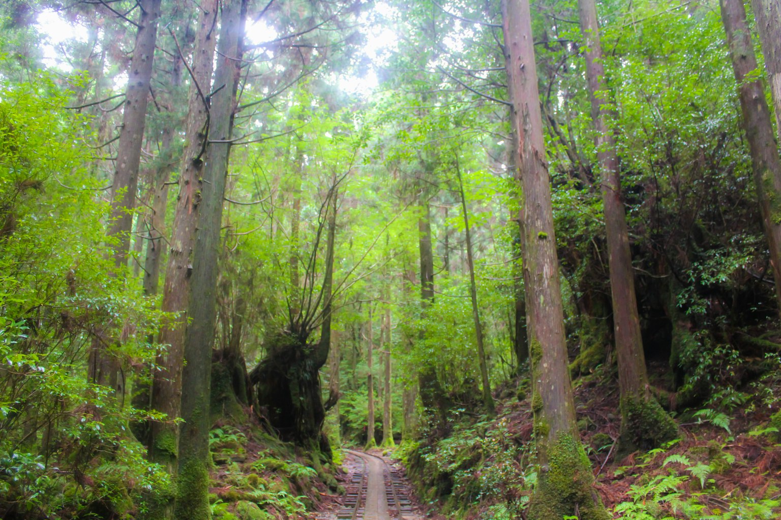 Sendero forestal exuberante con árboles altos y vegetación densa