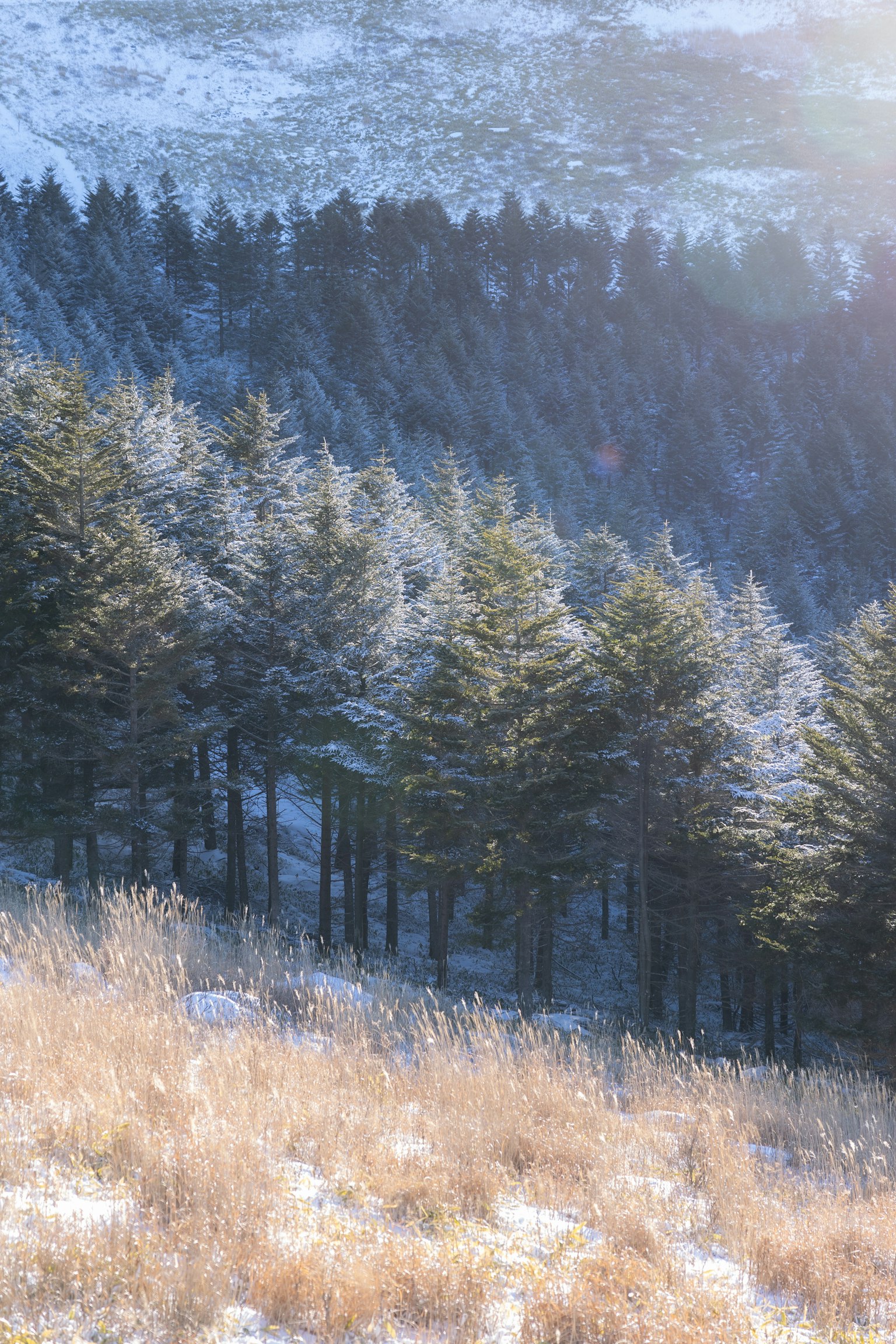 Snow-covered forest with golden grass in the foreground