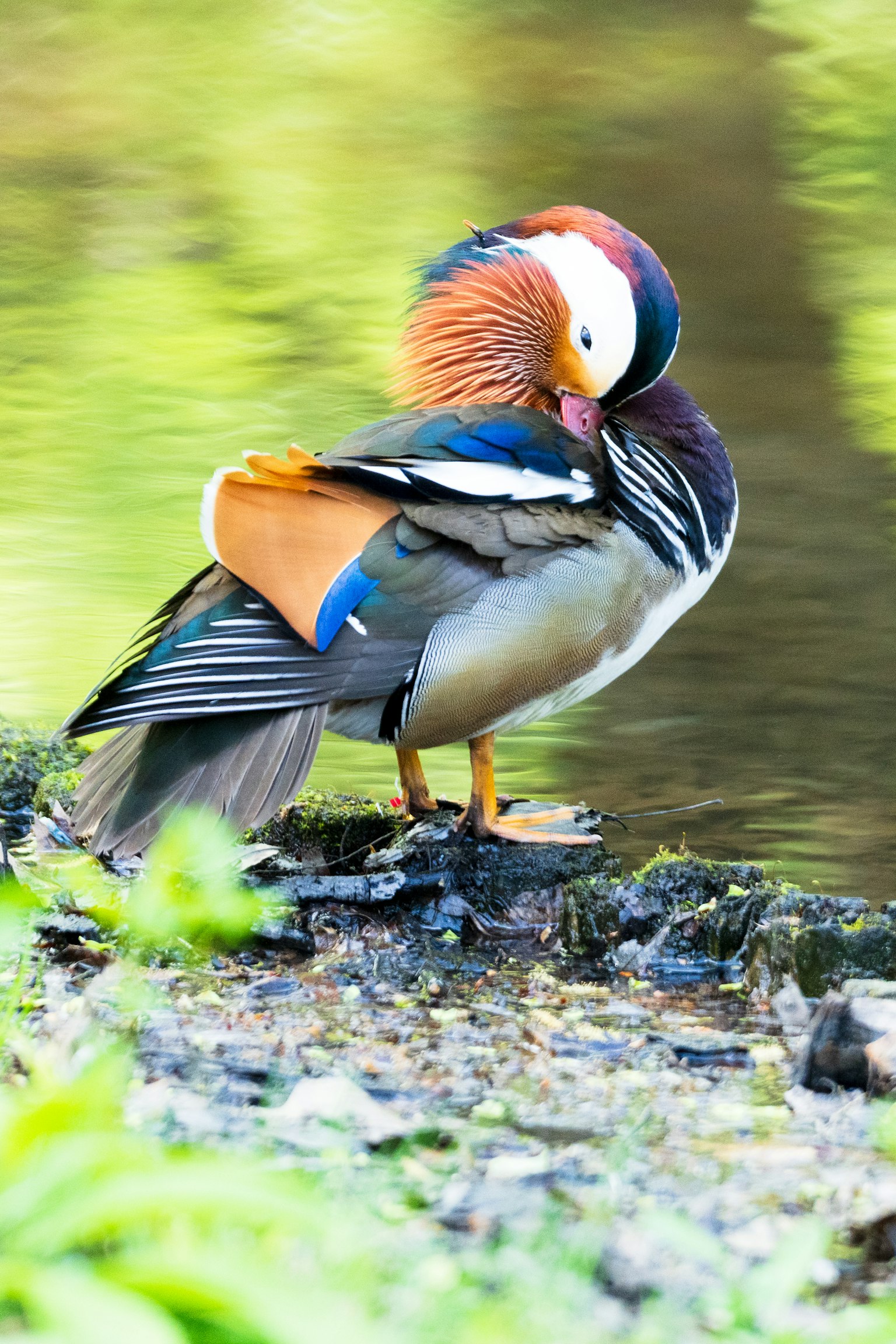 Mandarin duck resting by the water with vibrant feather patterns