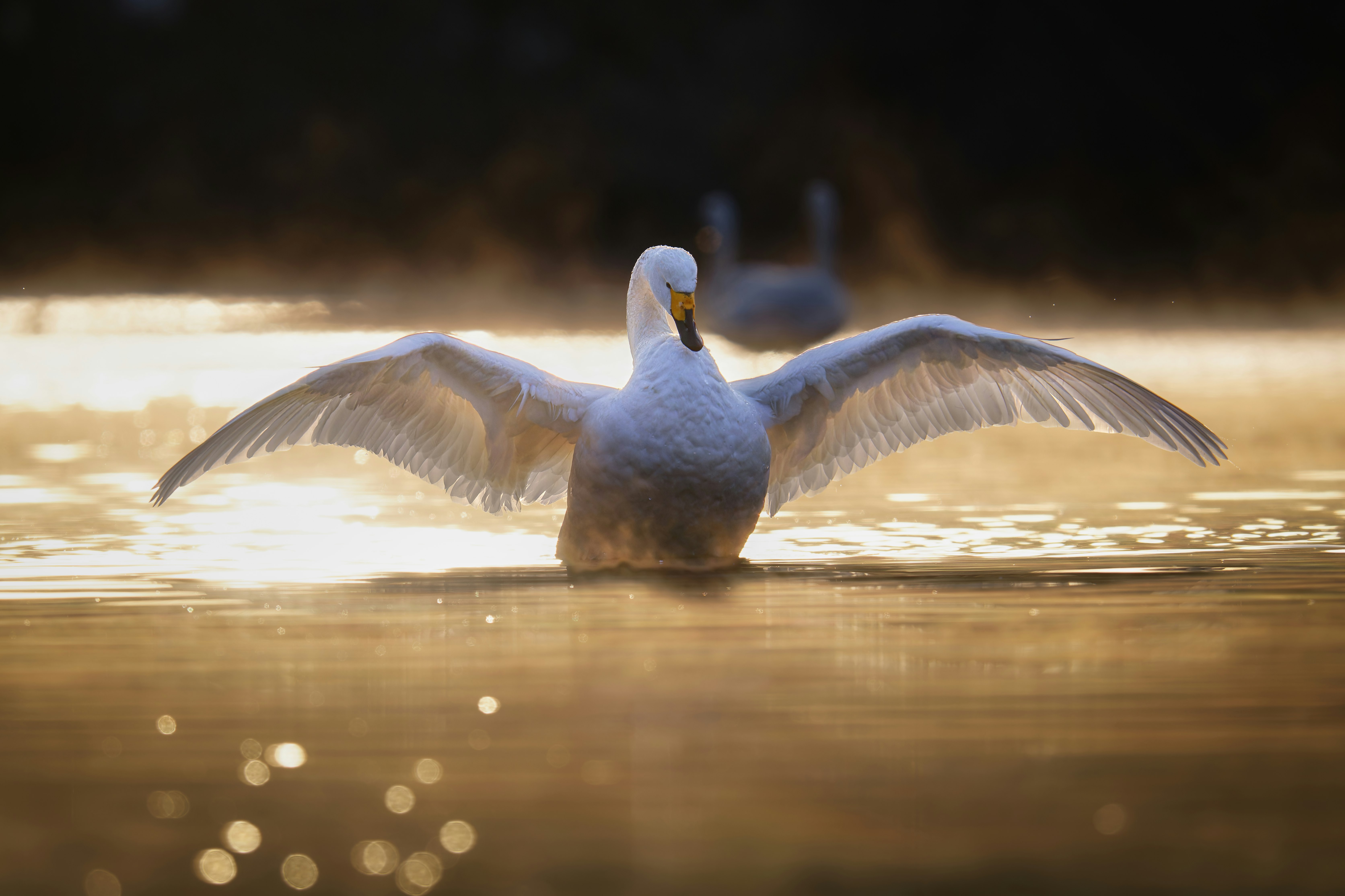 水面に浮かぶ白鳥の優雅な姿