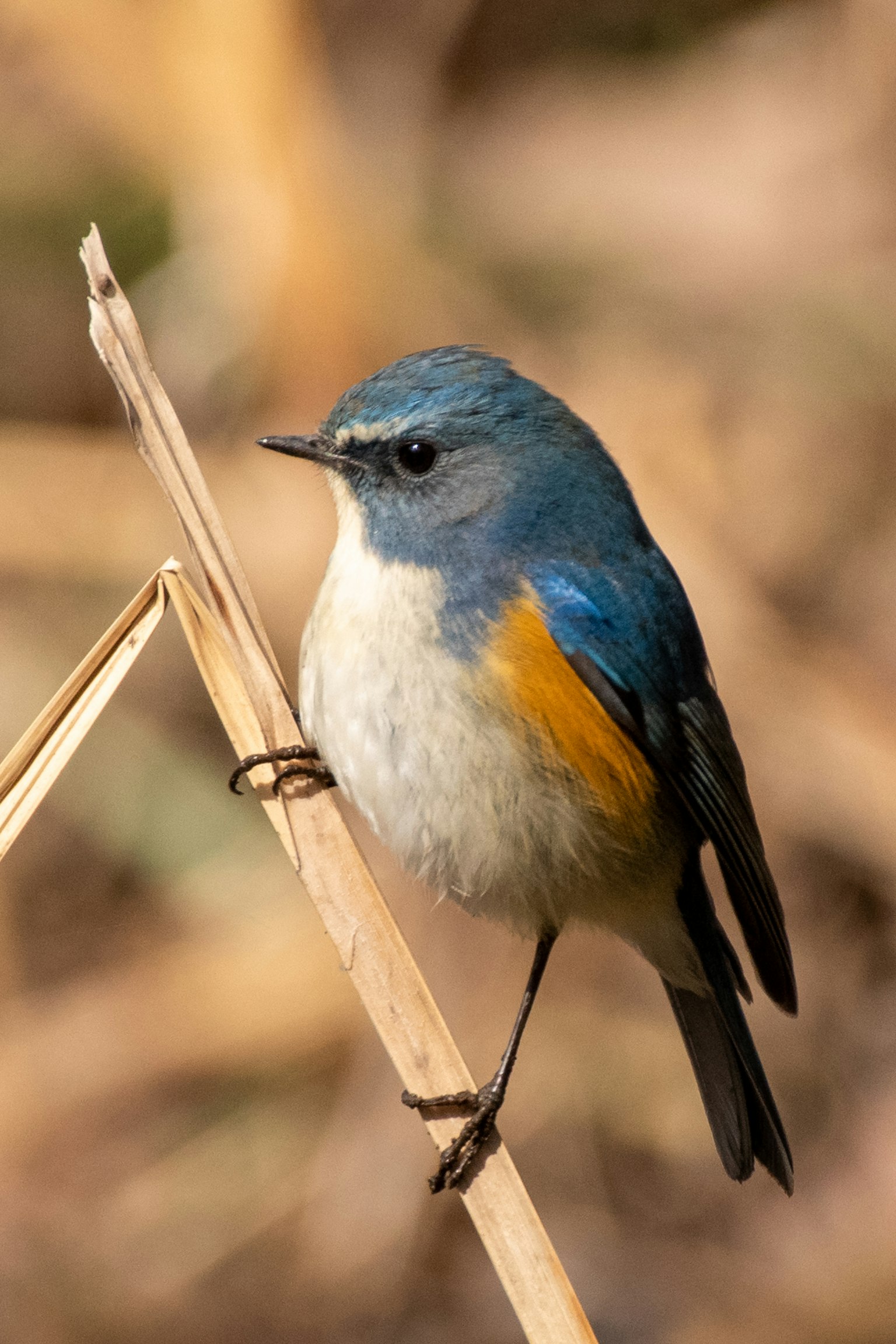 Un piccolo uccello con piume blu e pancia arancione appollaiato su uno stelo