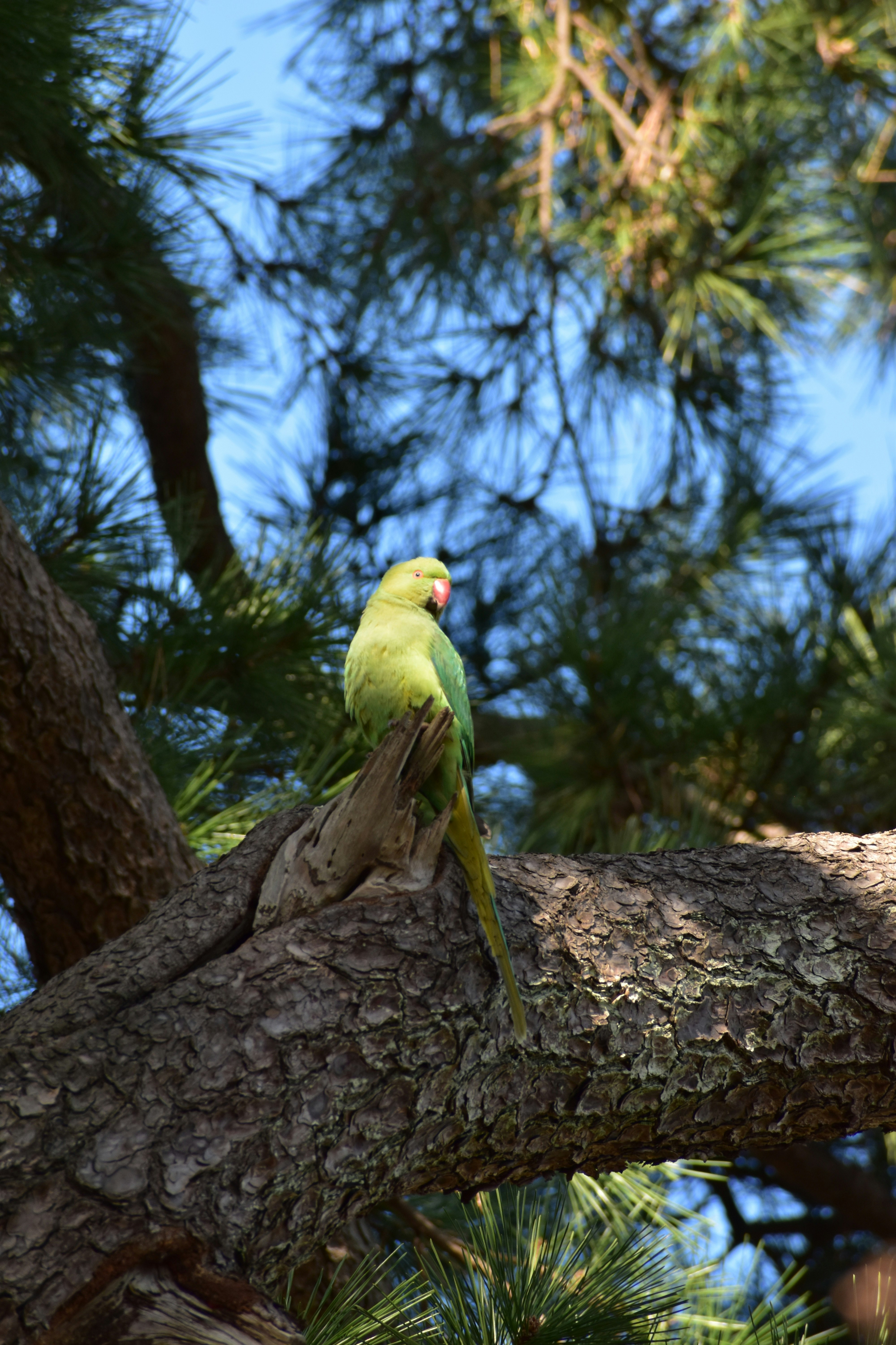 木の枝にとまるワカケホンセイインコ