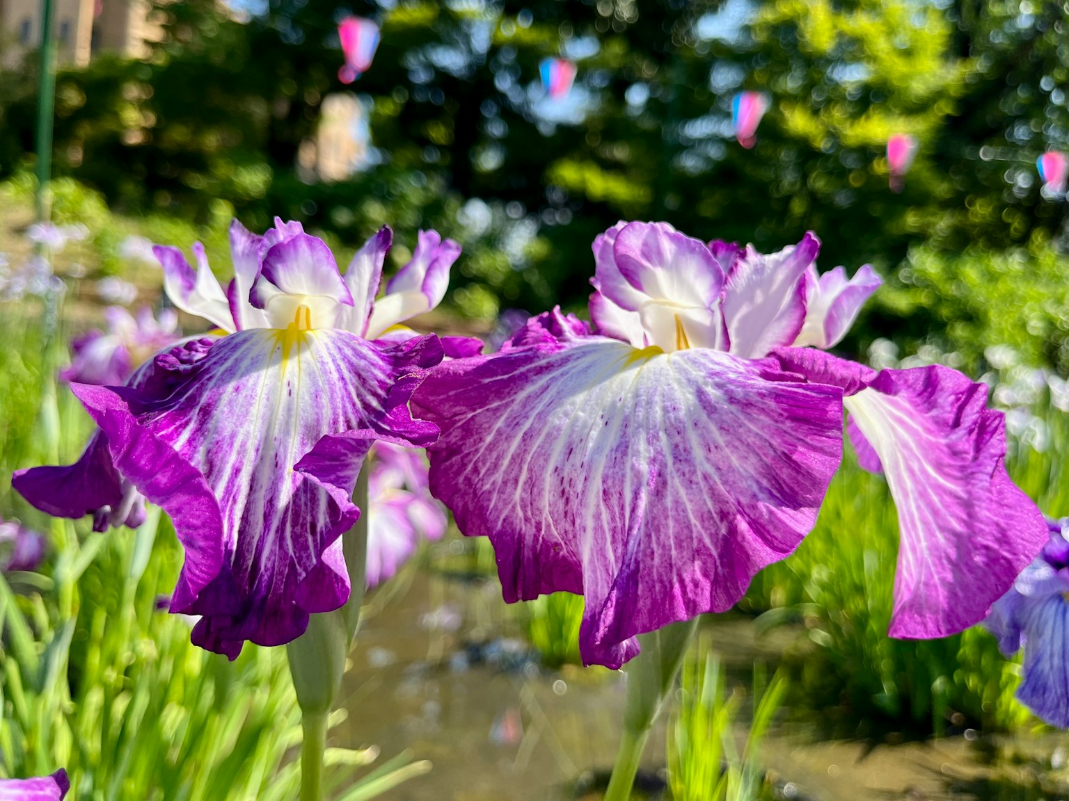 紫色花朵在花园中盛开