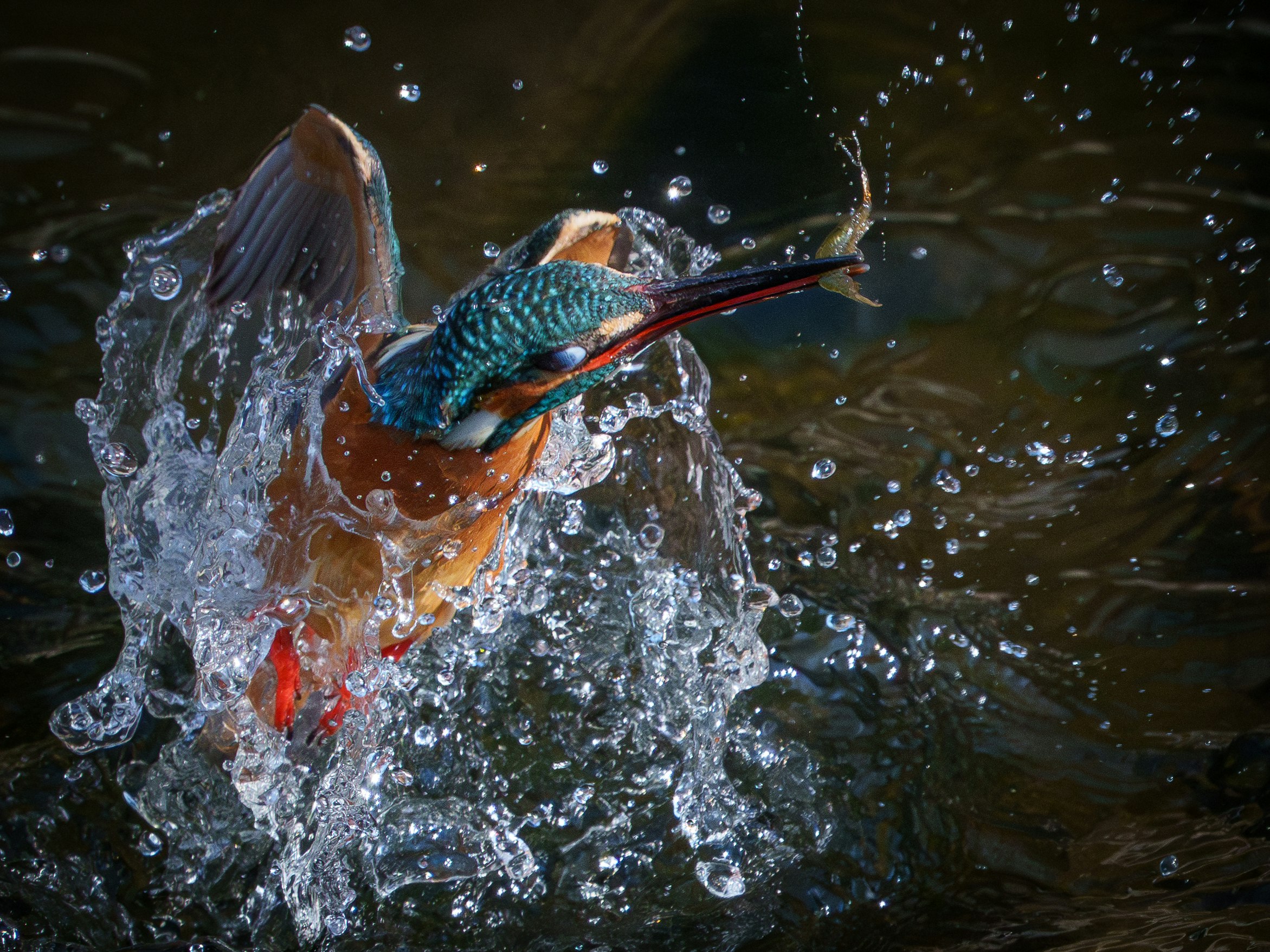 Ein Eisvogel taucht ein, um einen Fisch zu fangen, mit Wasserspritzern um ihn herum
