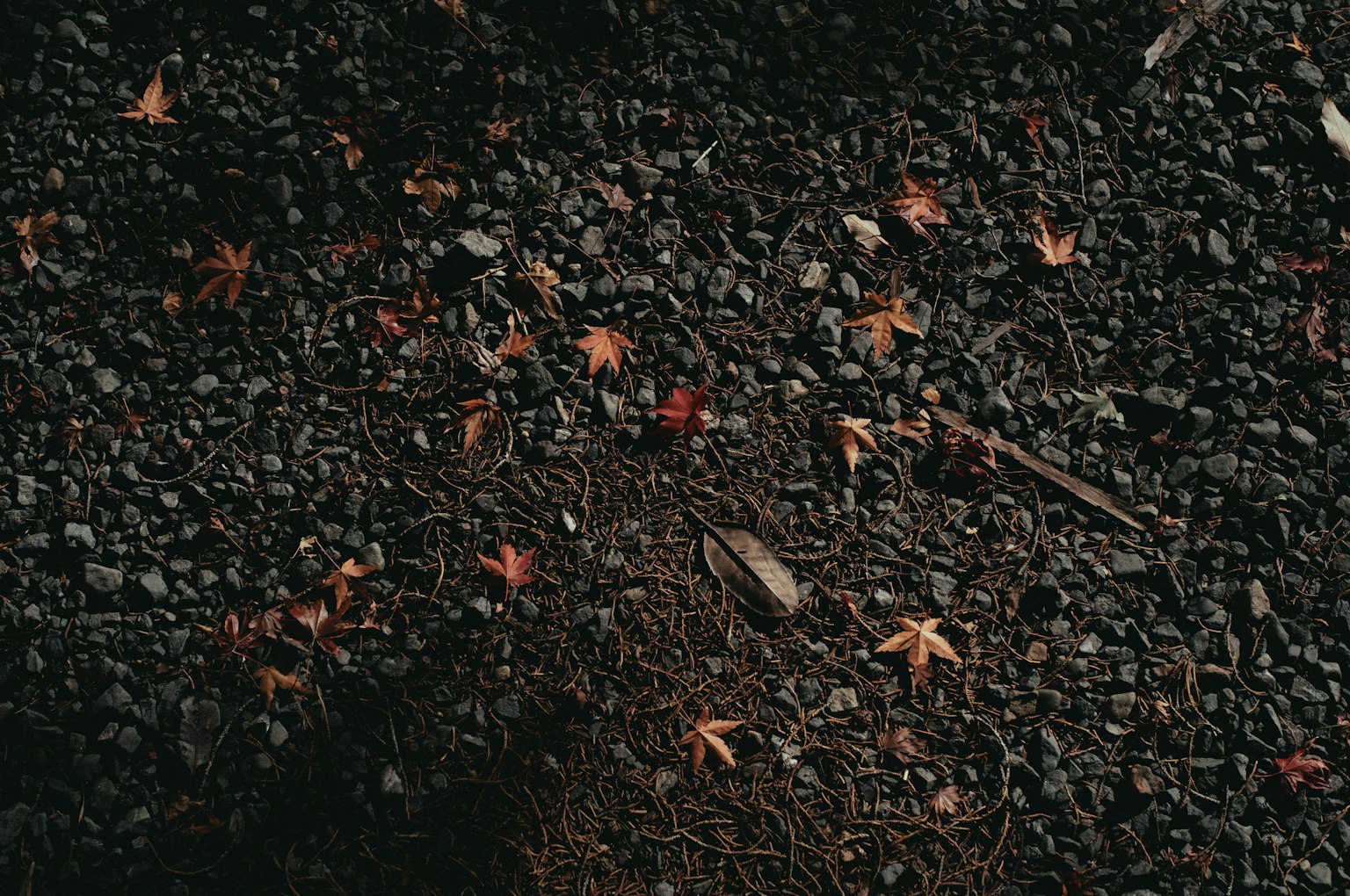 Terreno coperto di foglie autunnali e piccoli sassi
