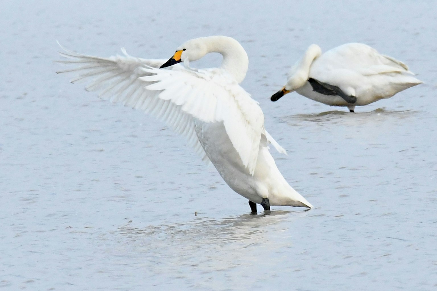 Un cygne étendant ses ailes dans un cadre aquatique serein