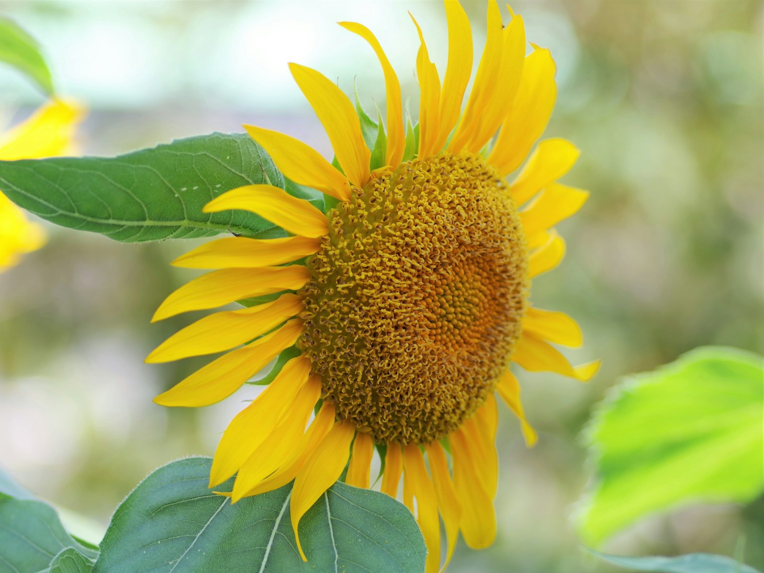 A vibrant yellow sunflower emerging among green leaves