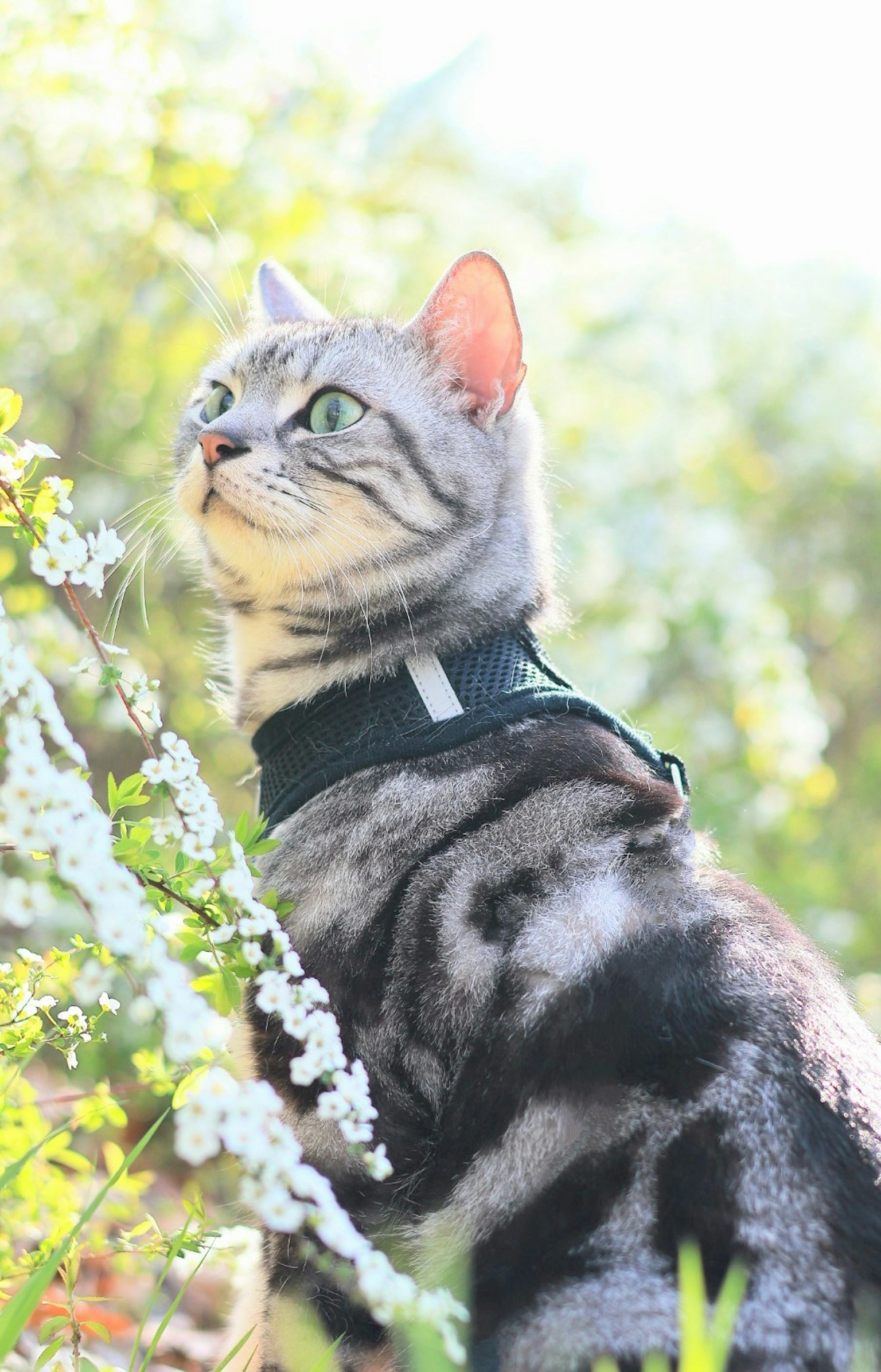 Gato gris mirando hacia arriba entre flores