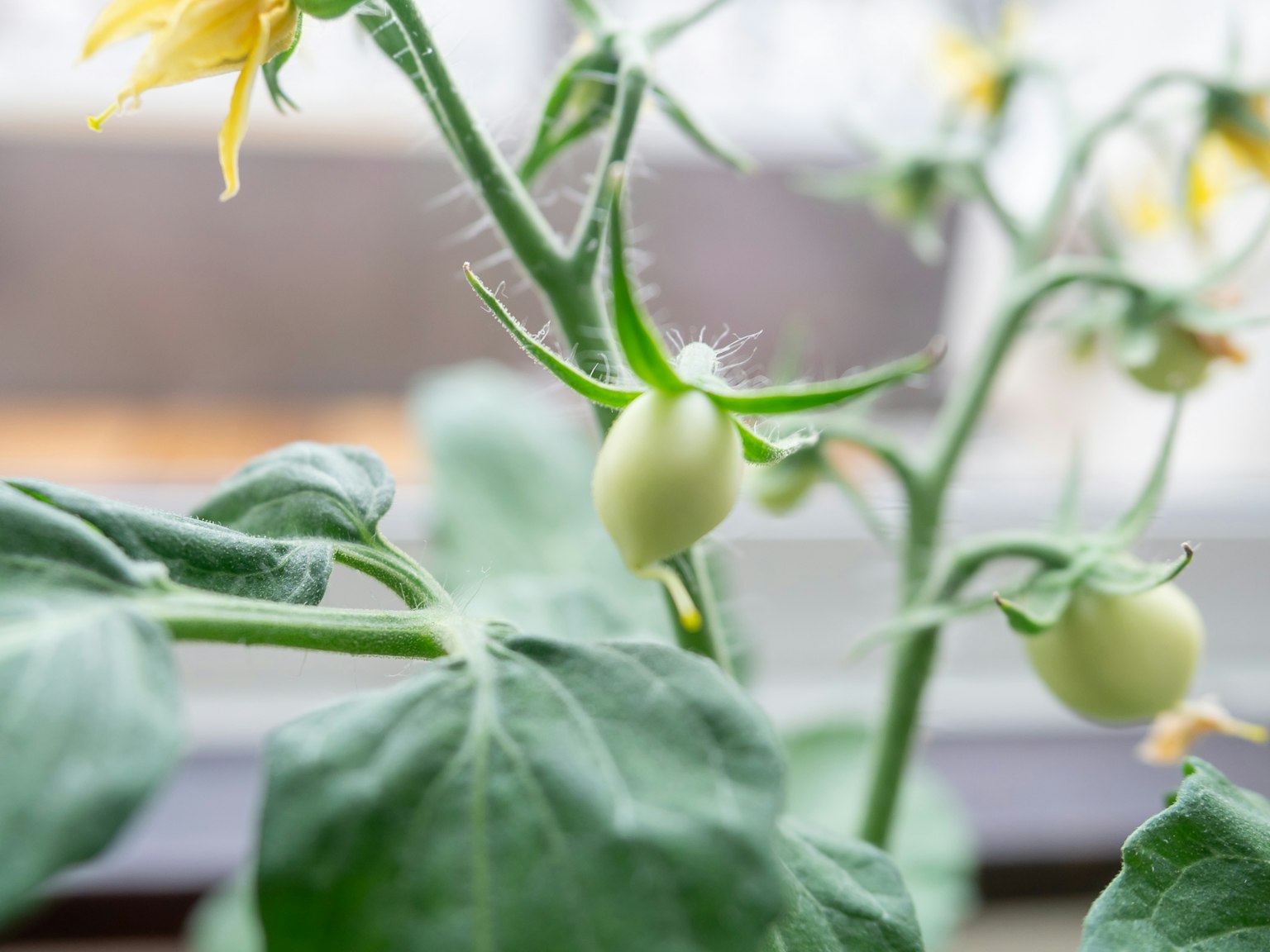 Primer plano de una planta con pequeños tomates verdes entre las hojas