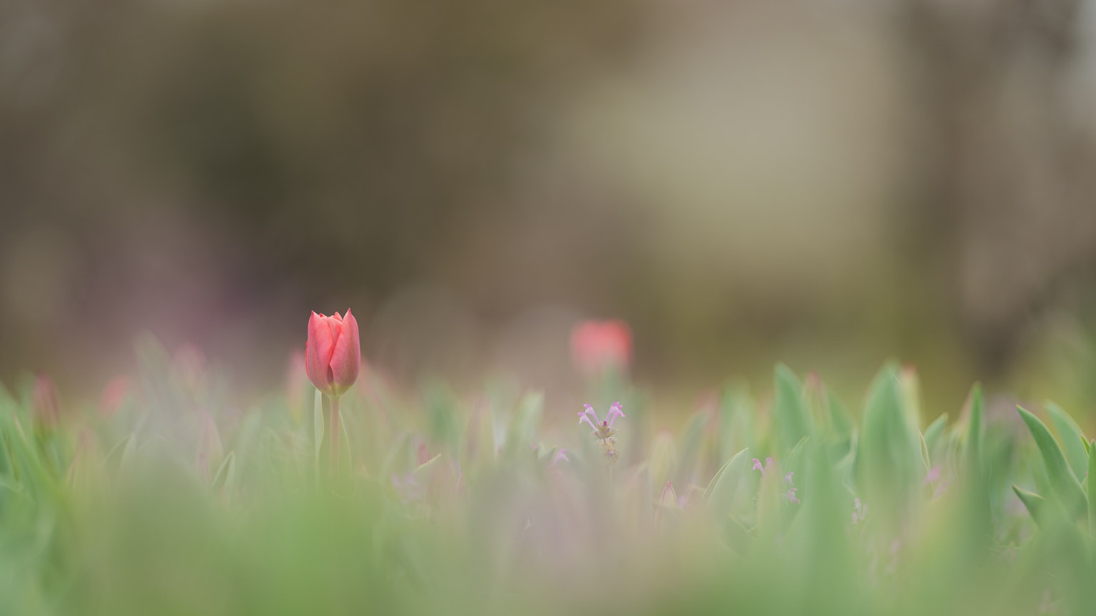 Arrière-plan flou avec des tulipes rouges dispersées dans un champ vert