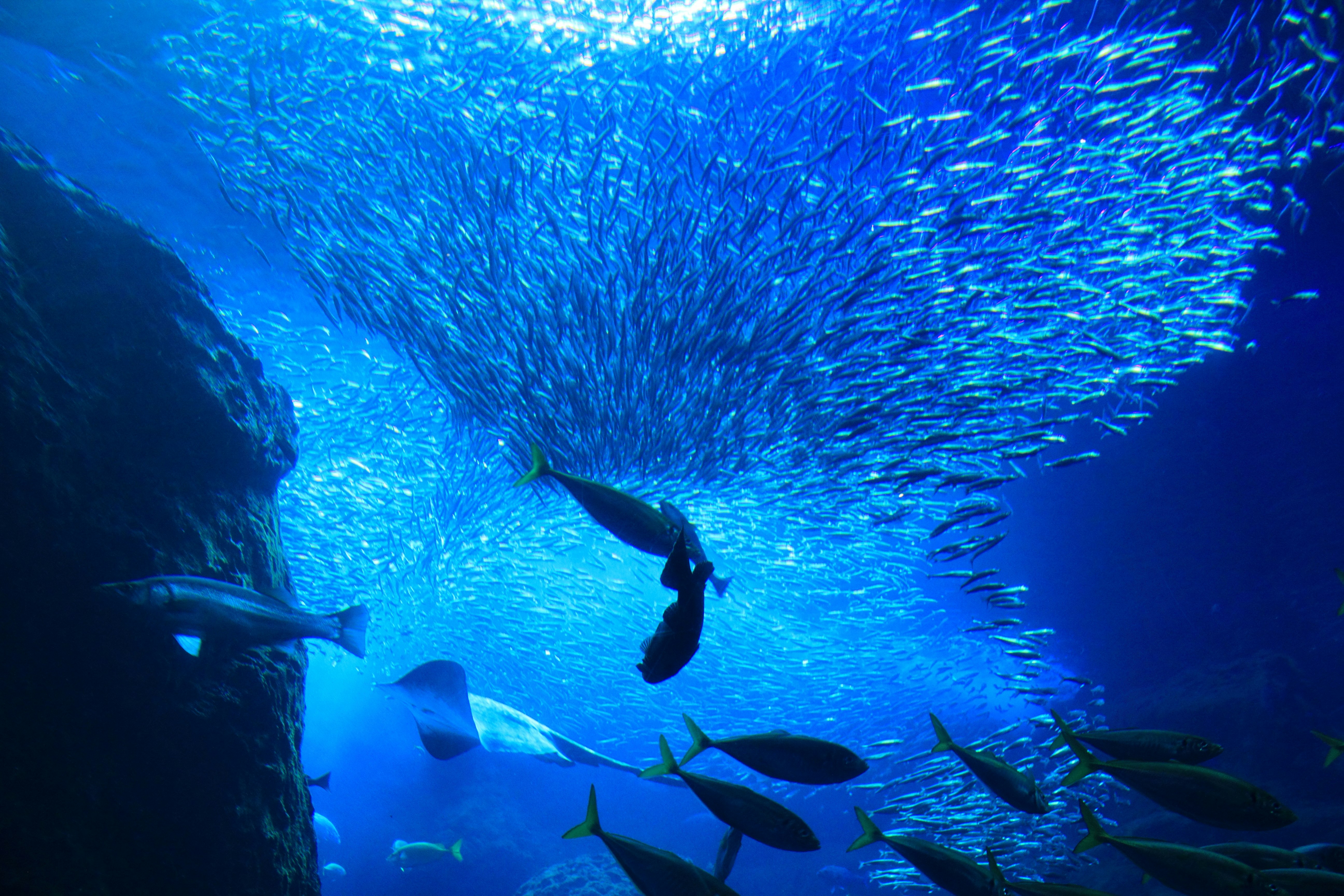 A school of fish swimming underwater with a diver silhouette