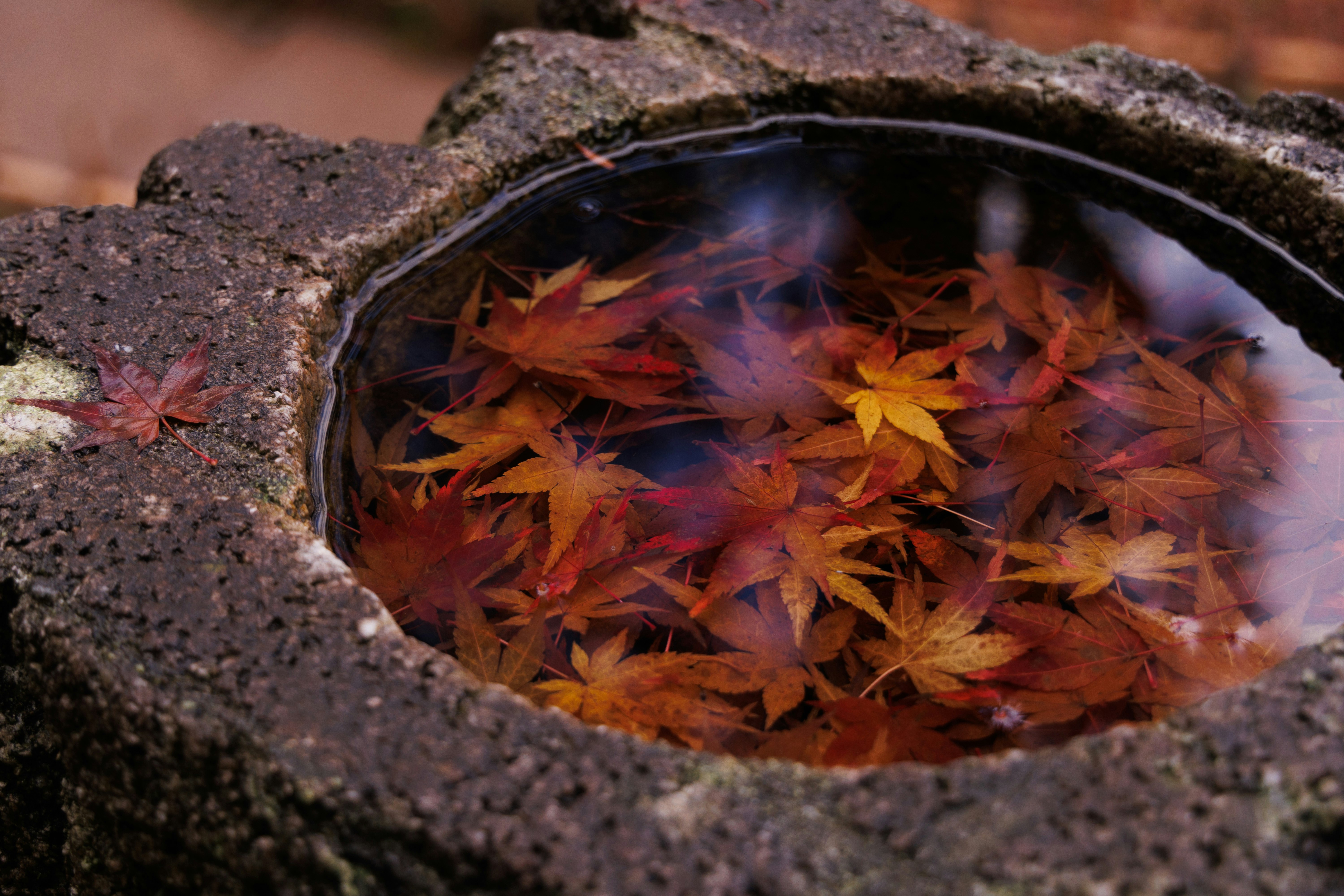 Feuilles d’automne rouges flottant dans un bol couvert de mousse