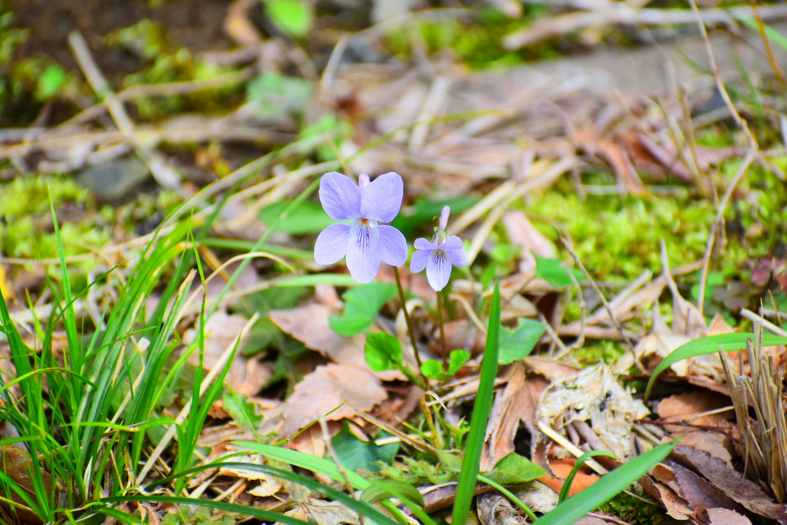 落ち葉の間に咲くスミレの花