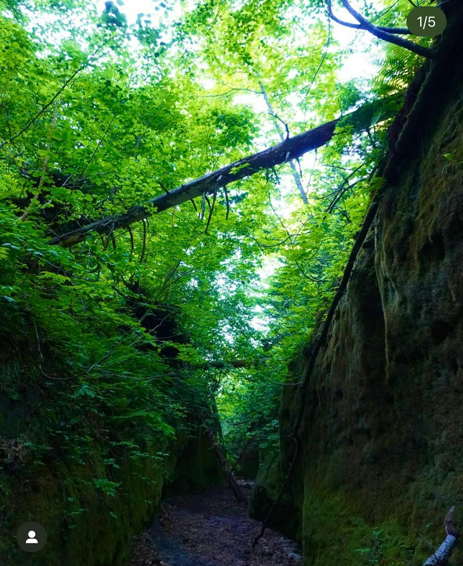 Narrow pathway in a lush green canyon with large tree branches