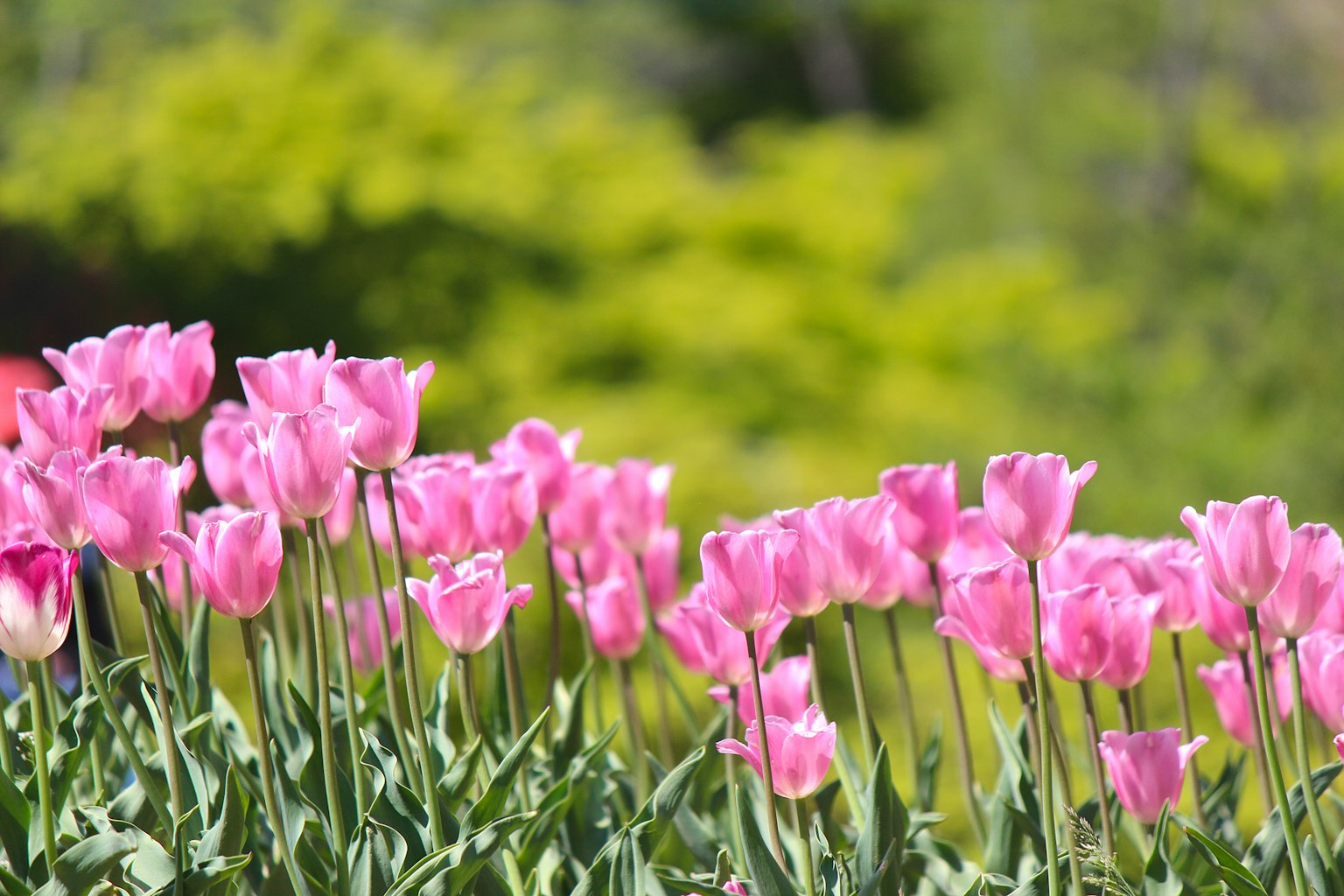 Hoa tulip hồng rực rỡ nở trong vườn