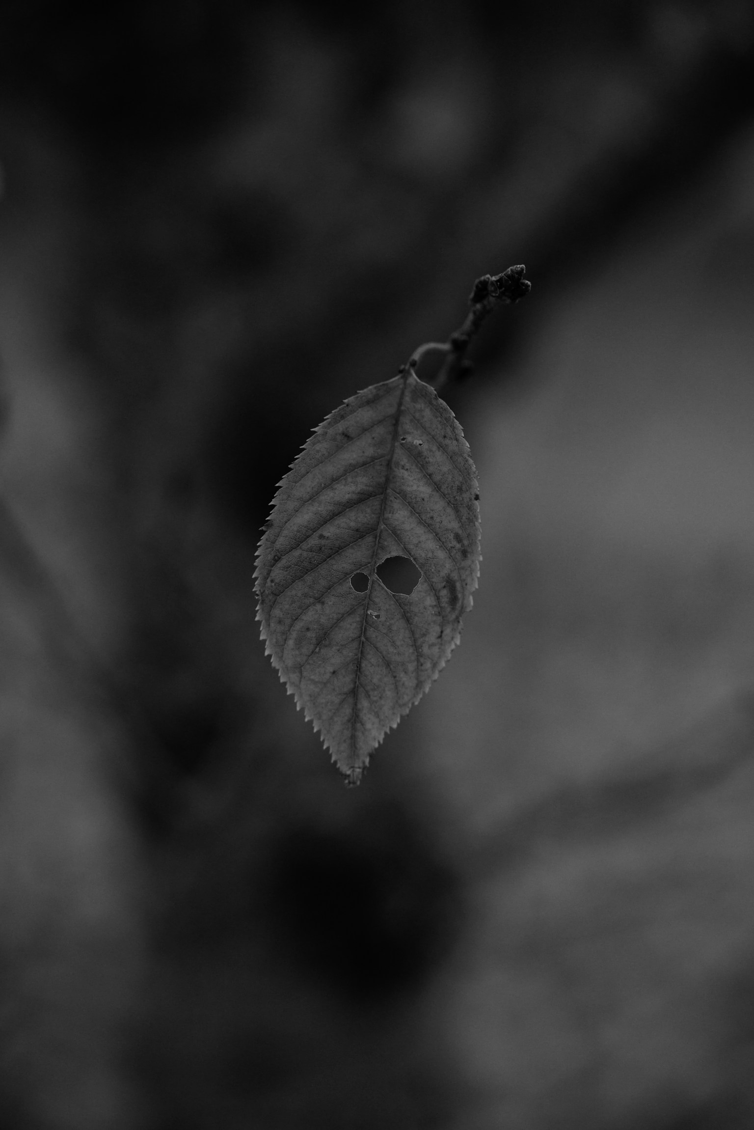 Ein einzelnes Blatt, das vor einem schwarz-weißen Hintergrund schwebt