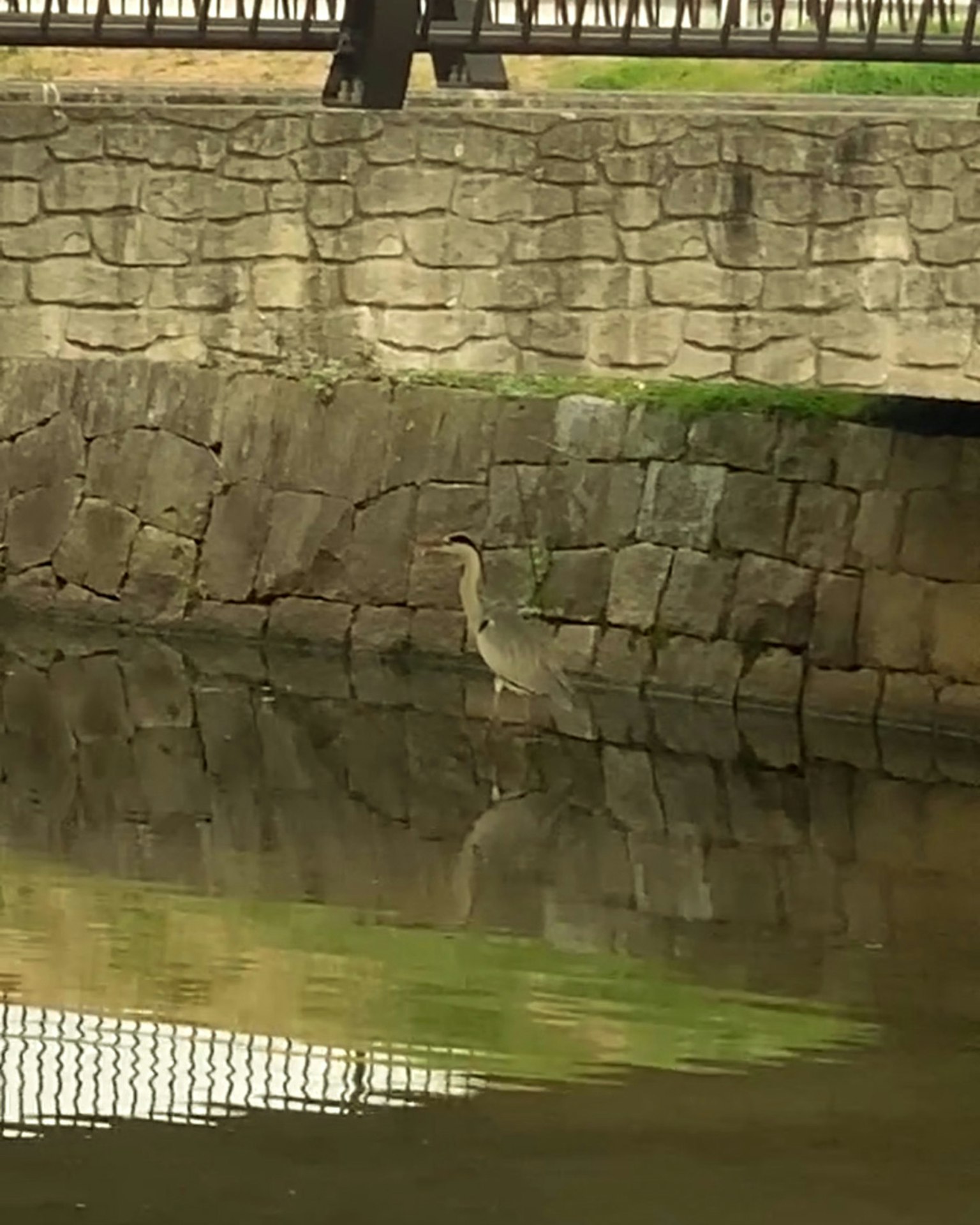Imagen de un pájaro parado junto al agua con el reflejo de una pared de piedra