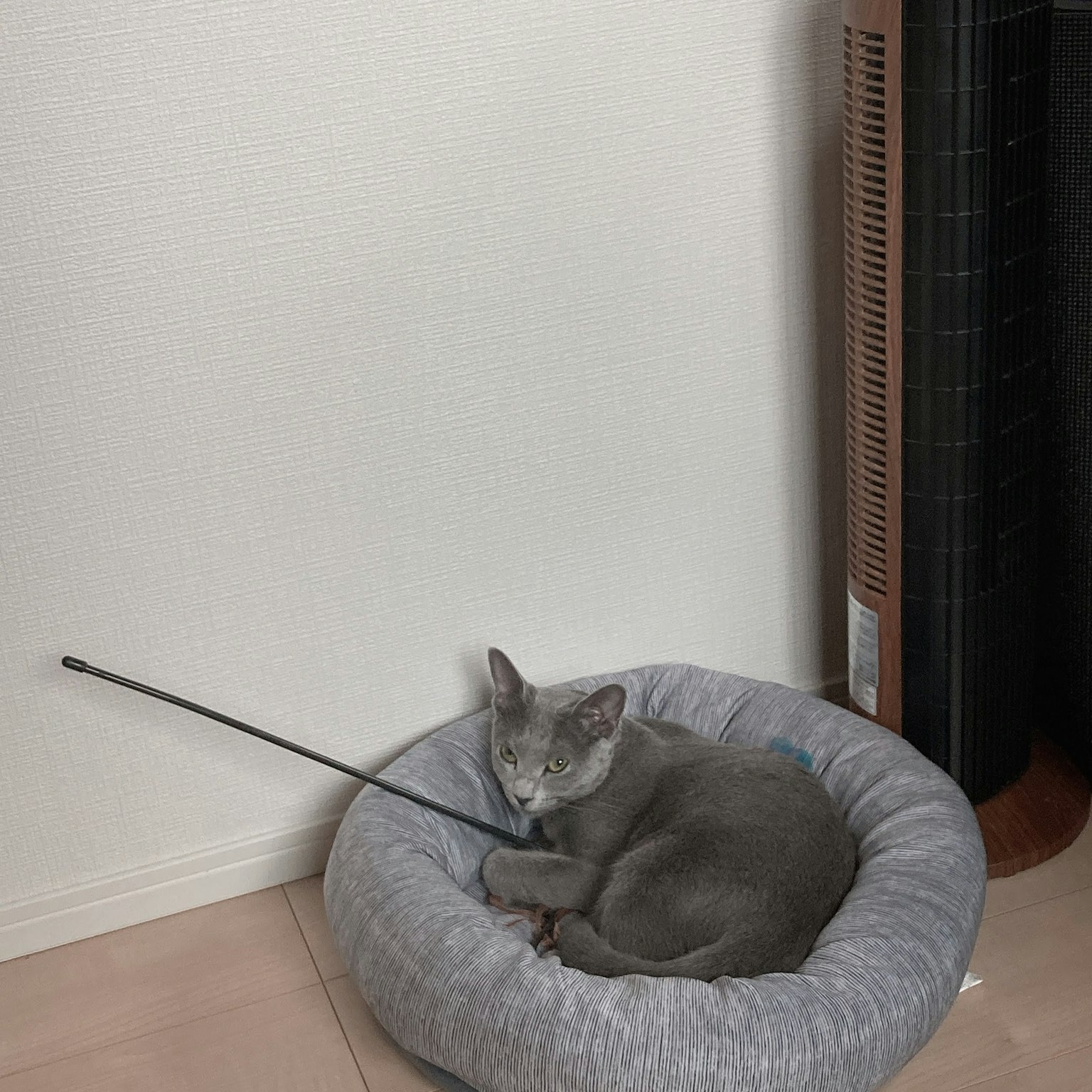 Gatto grigio che riposa in un letto accogliente