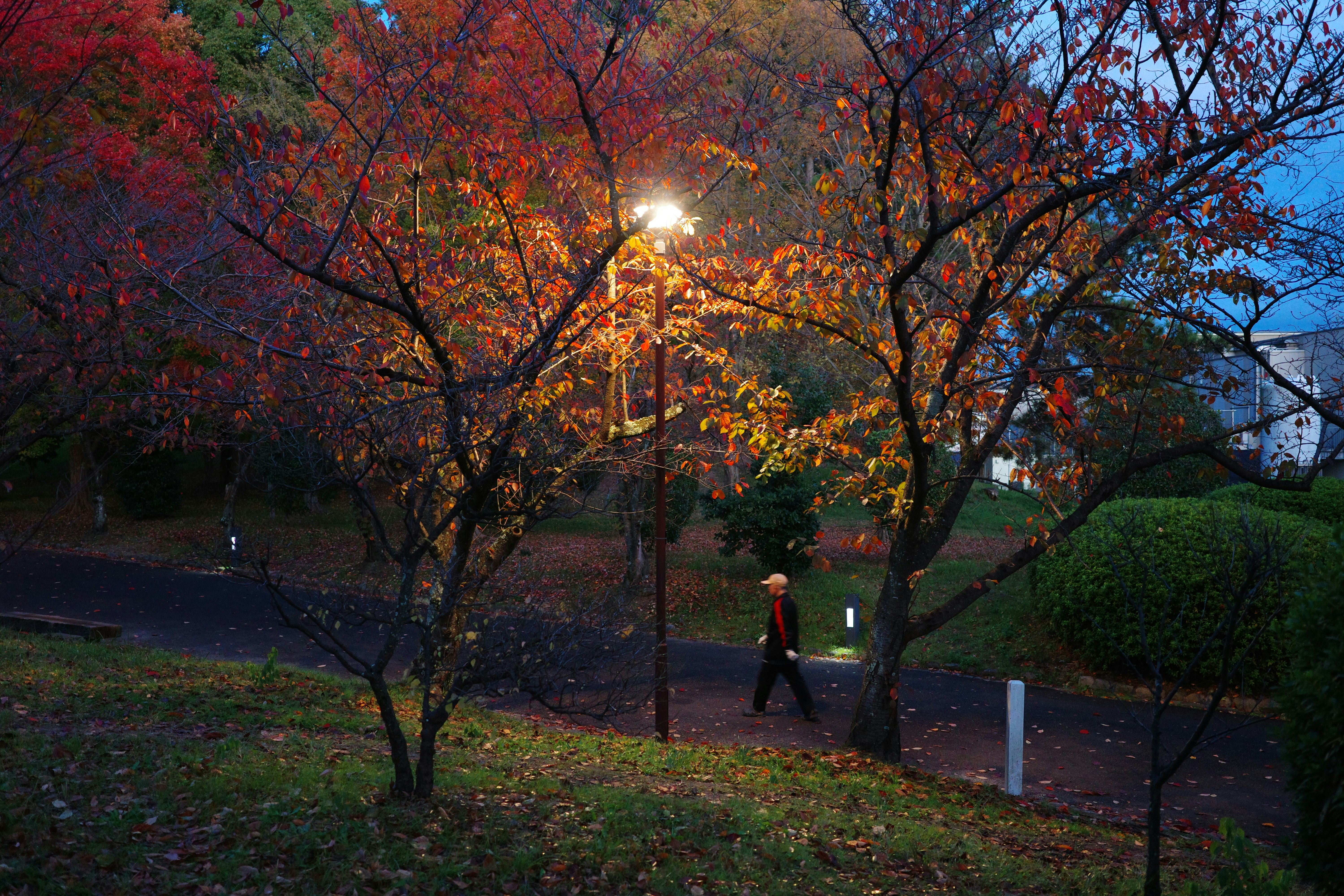 紅葉の並木道を歩く人と街灯のある公園の小道