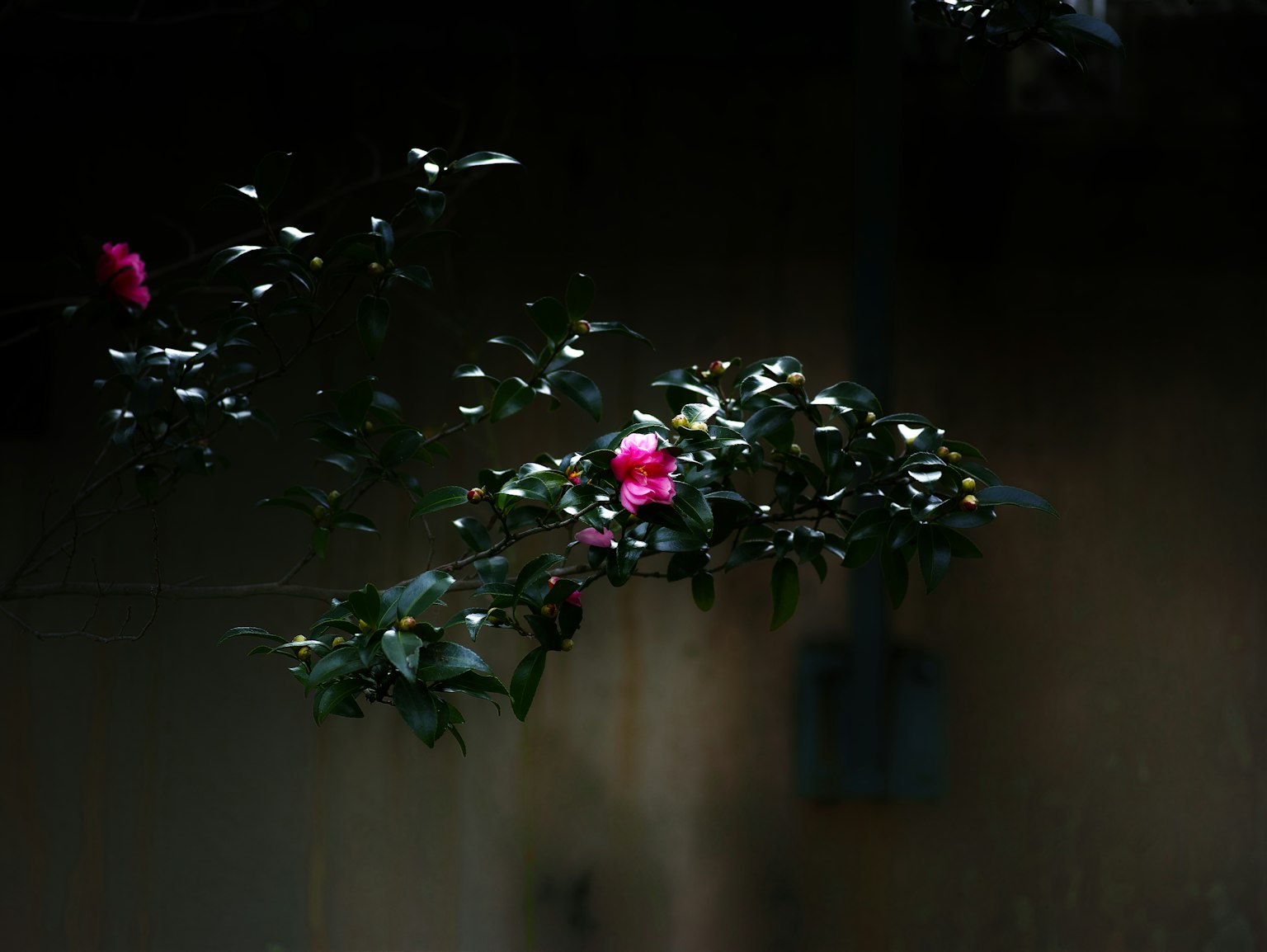 Une branche avec des fleurs roses et des feuilles vertes sur fond sombre