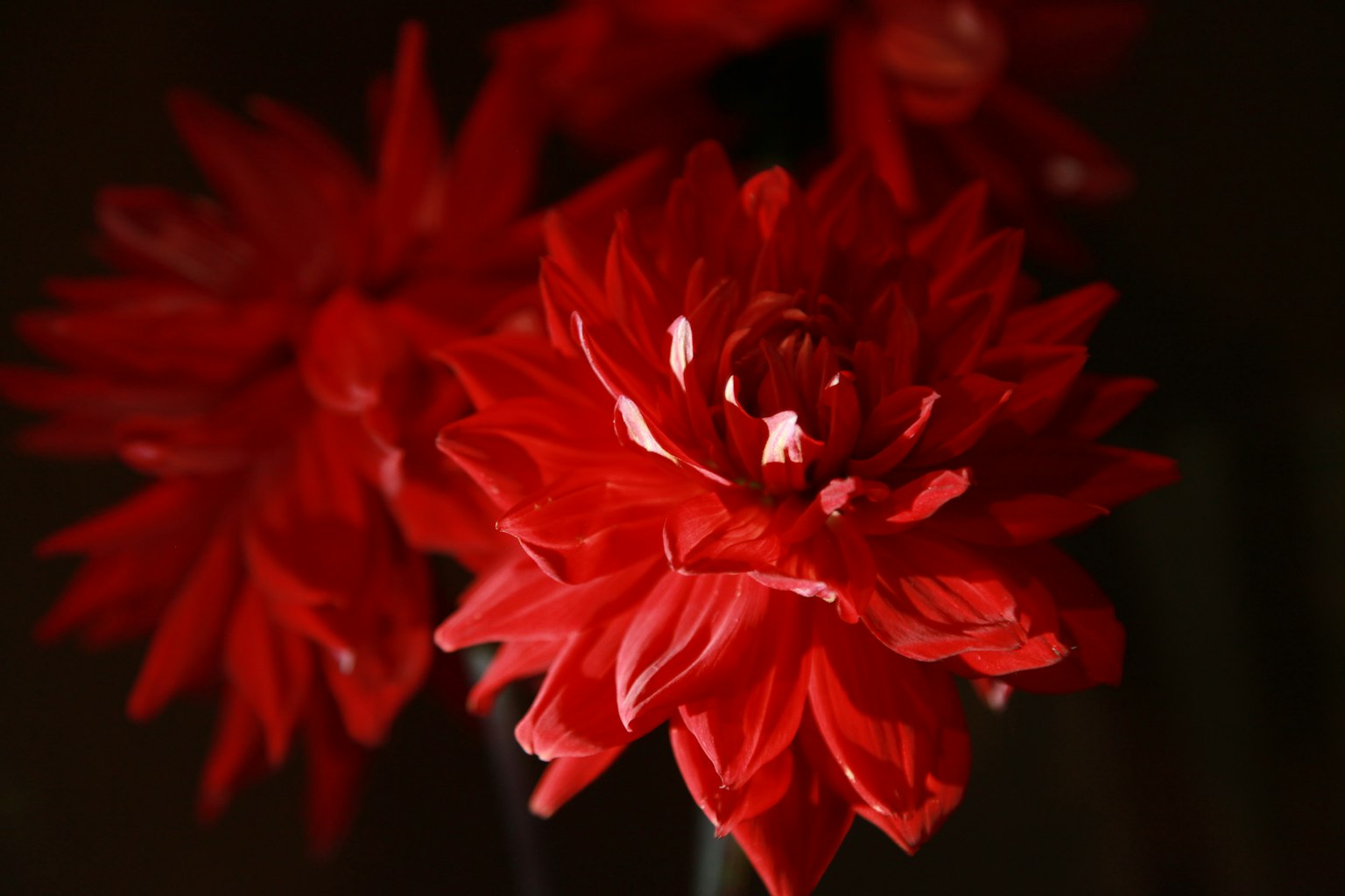 Primo piano di fiori rossi vivaci con petali lucidi e colore profondo