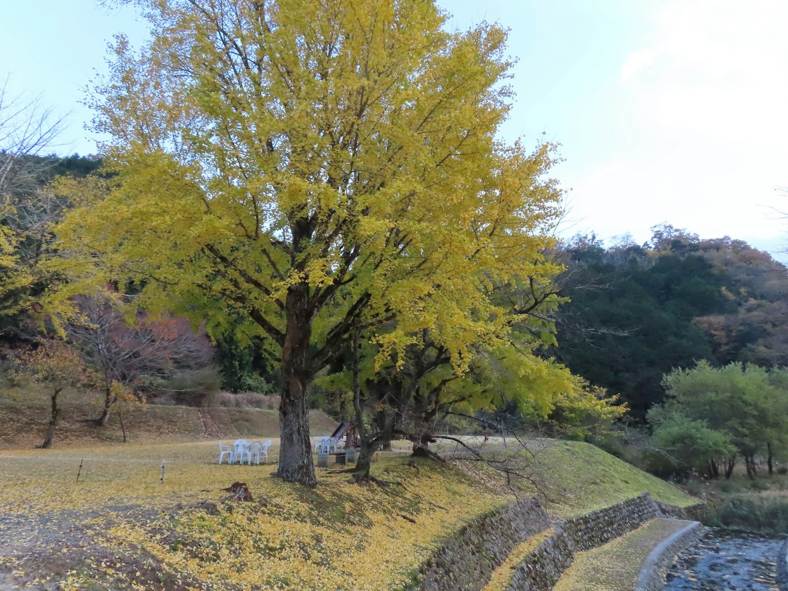 Un vibrante árbol de ginkgo amarillo junto a un río
