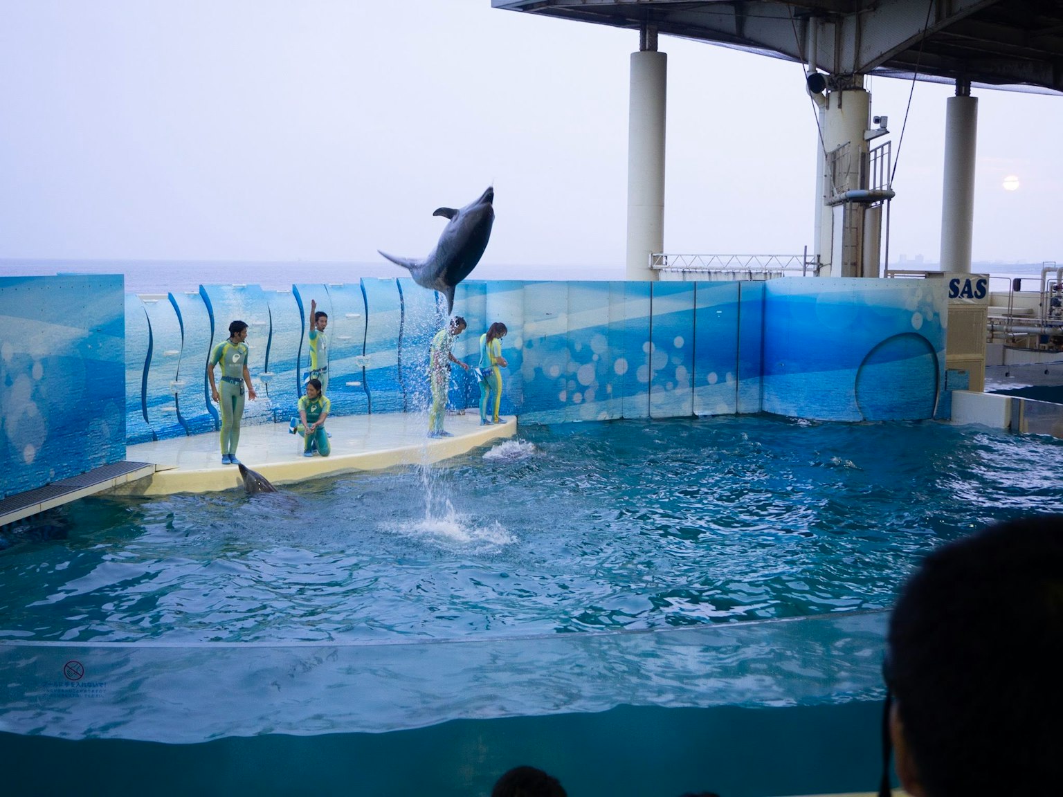 Ein Delfin springt während einer Aquariumschau mit Trainern und blauem Hintergrund