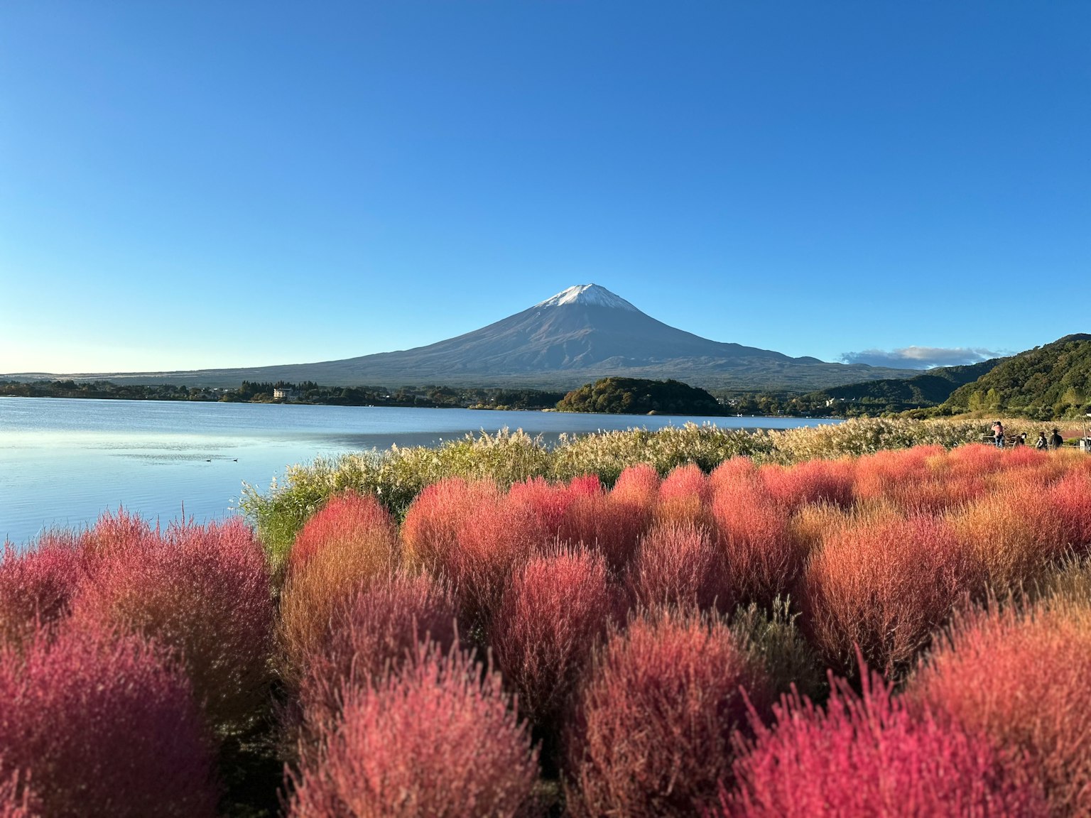 富士山和五彩繽紛的科基亞植物的風景