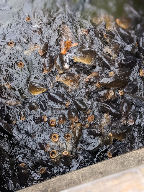 漂浮在水面上的小昆蟲群